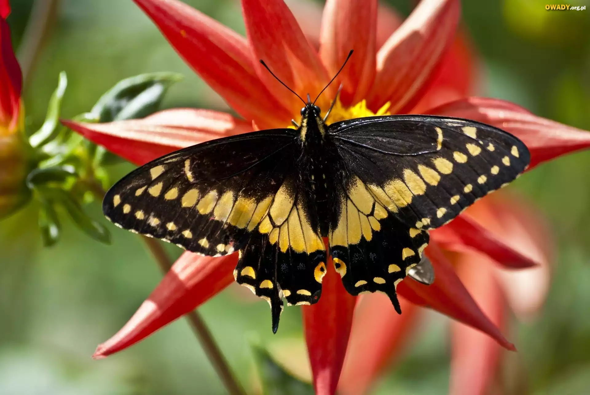 Czarno, Żółty, Motyl, Czerwony, Kwiat