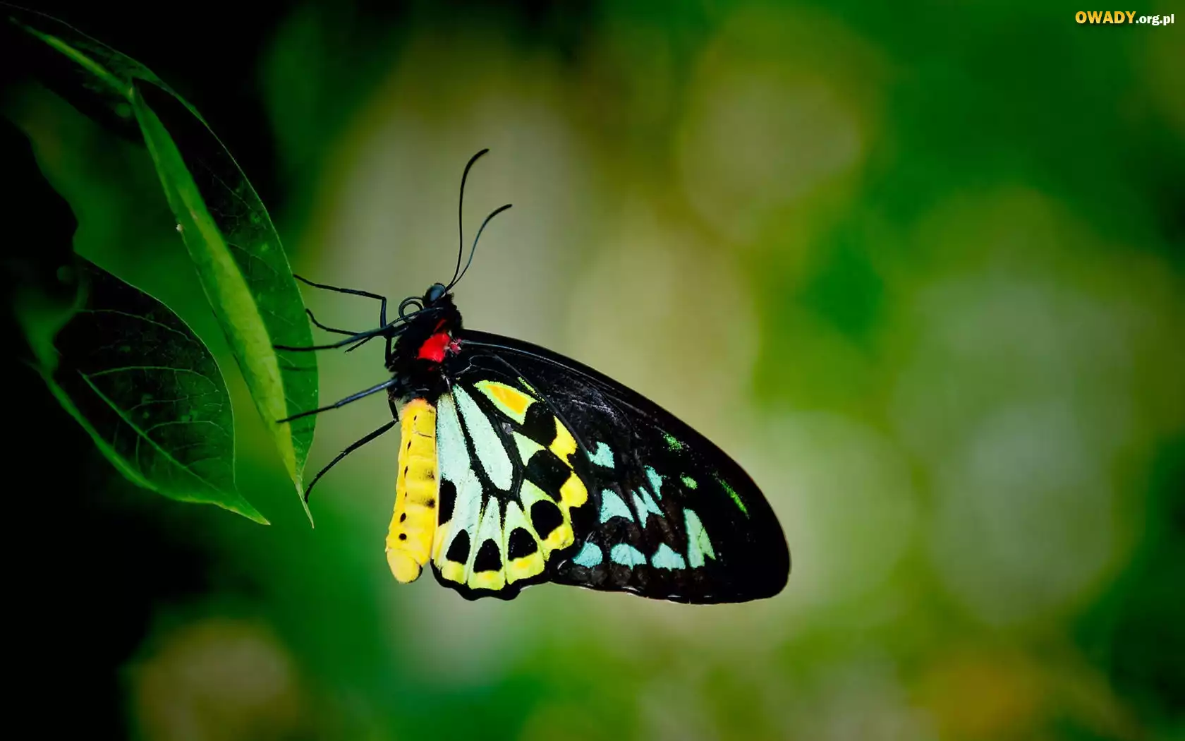 Motyl, Czarno, Żółty
