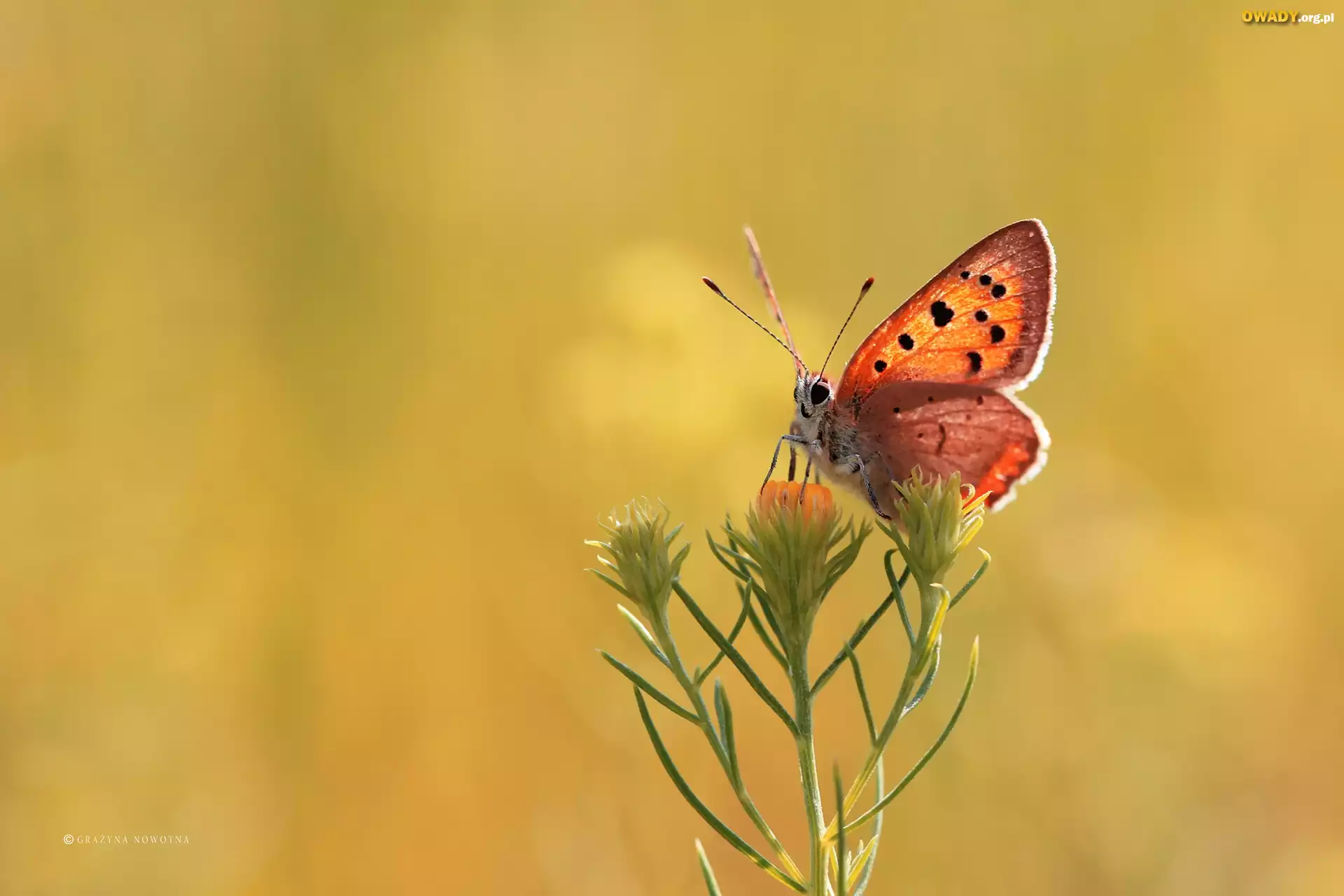 Motyl, Czerwończyk, Kwiat