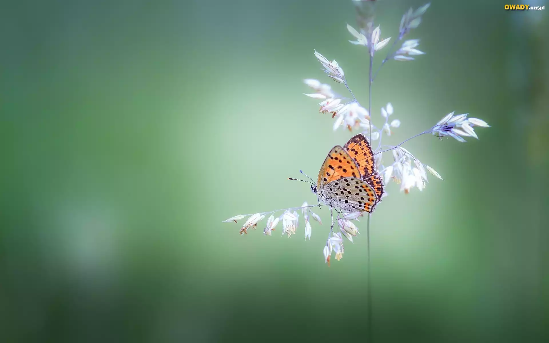 Źdźbło, Trawa, Motyl, Czerwończyk żarek