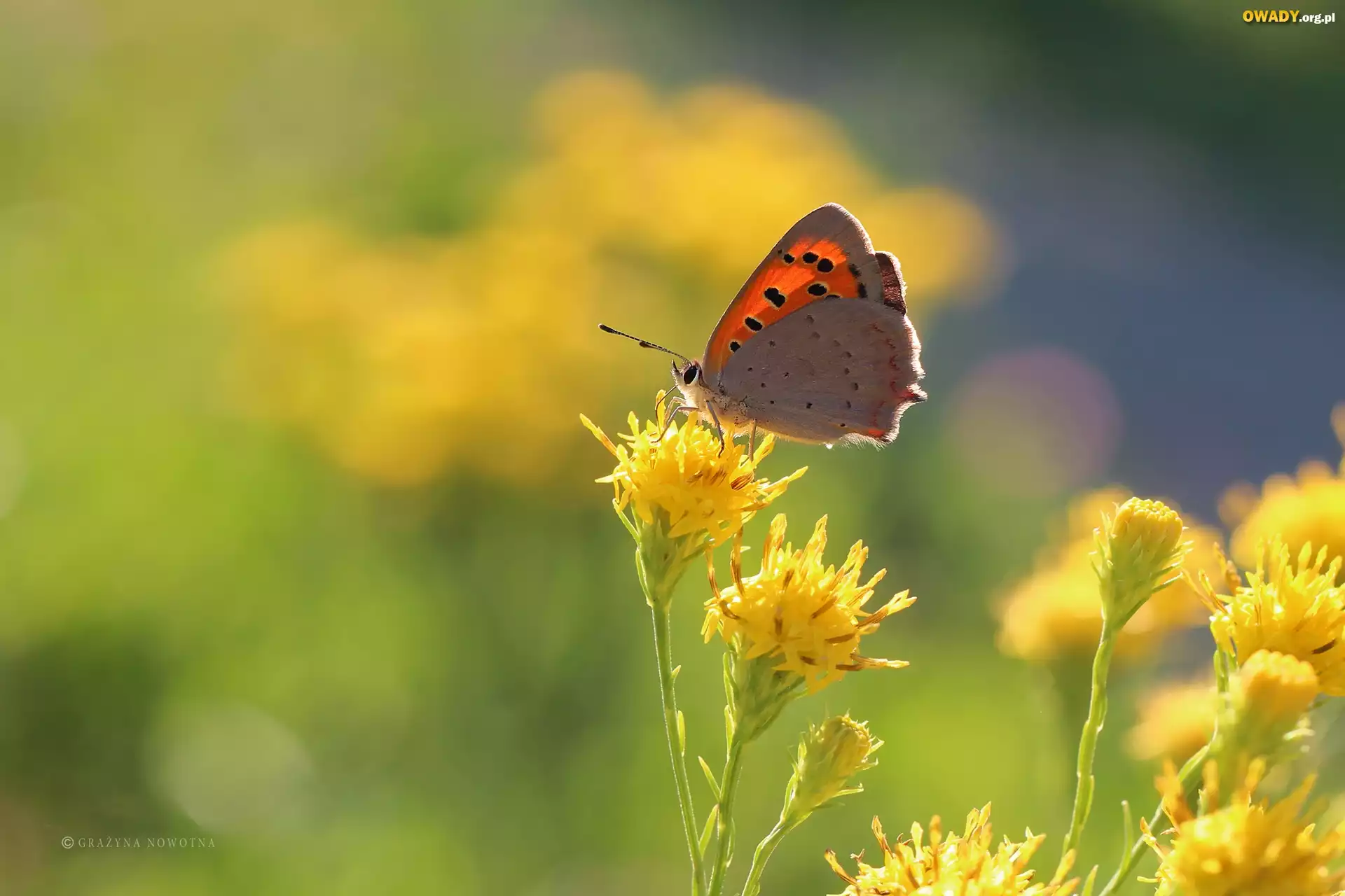 Czewończyk, Motyl, Owad, Żółte, Kwiaty