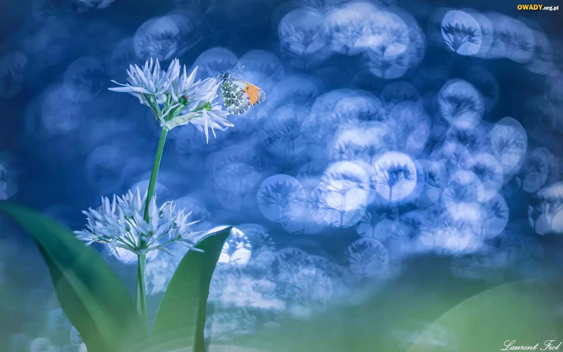 Kwiaty, Czosnek niedźwiedzi, Motyl, Zorzynek rzeżuchowiec, Bokeh
