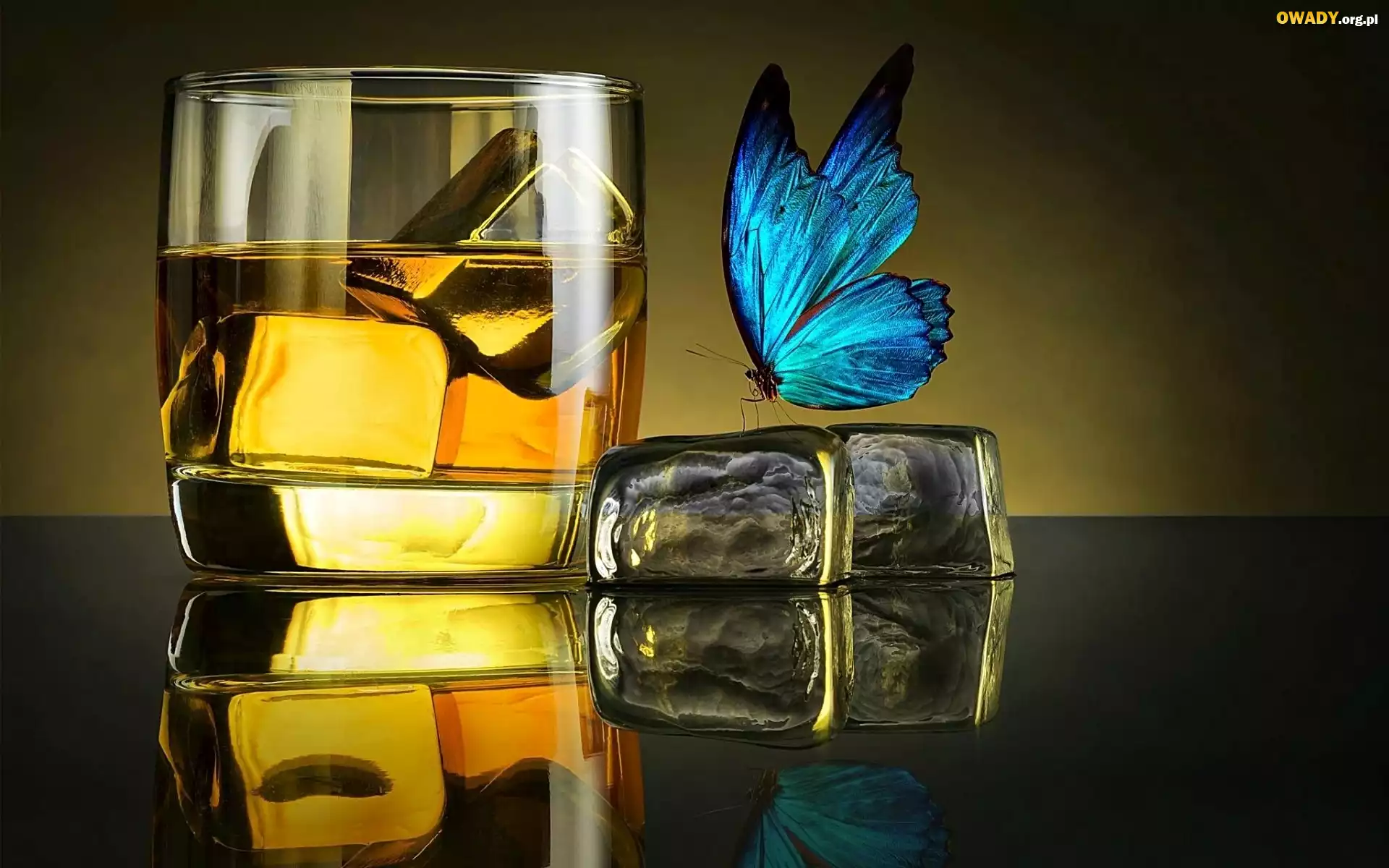 Drink, Lód, Niebieski, Motyl