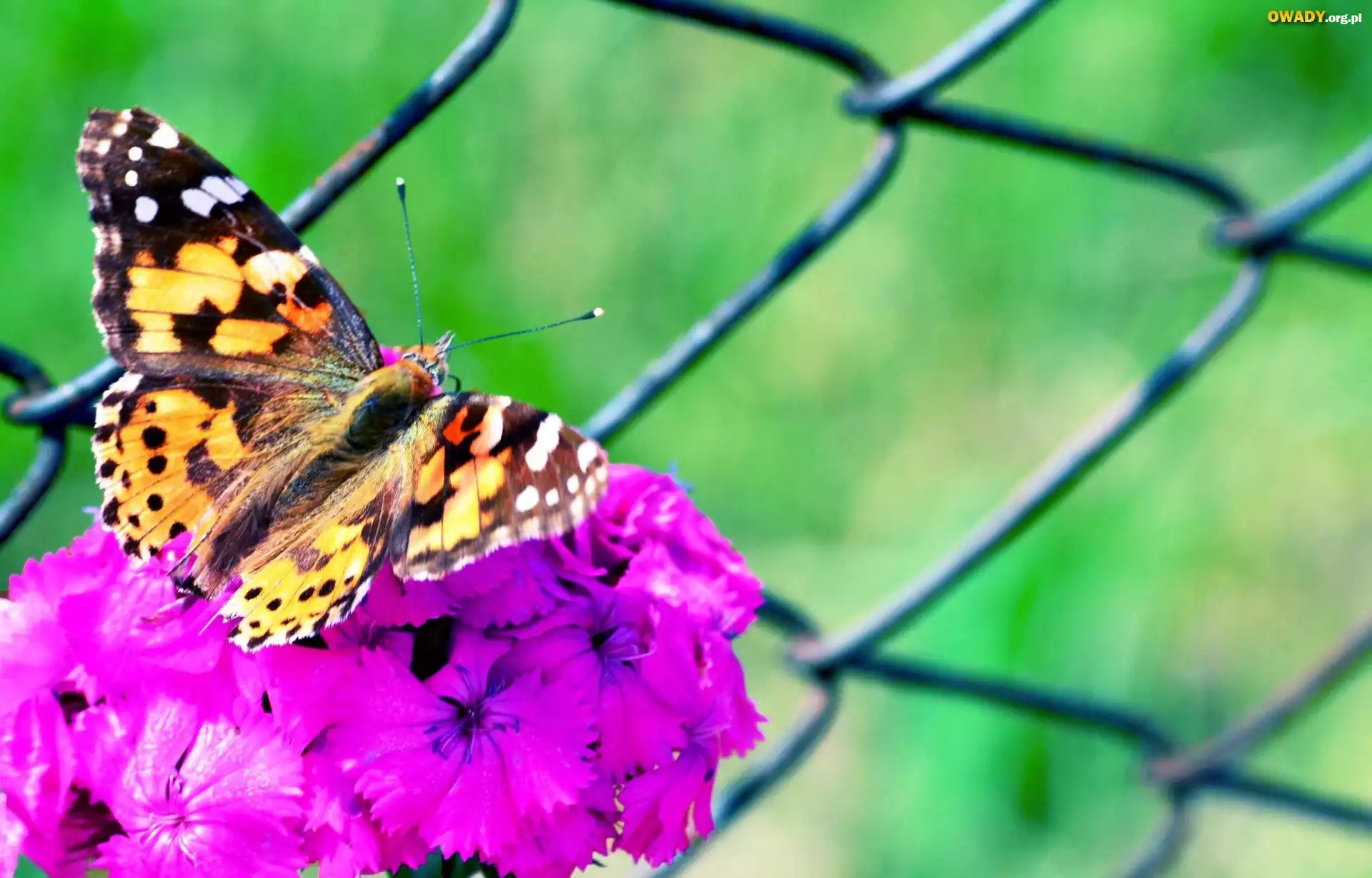 Motyl, Fioletowy, Kwiat