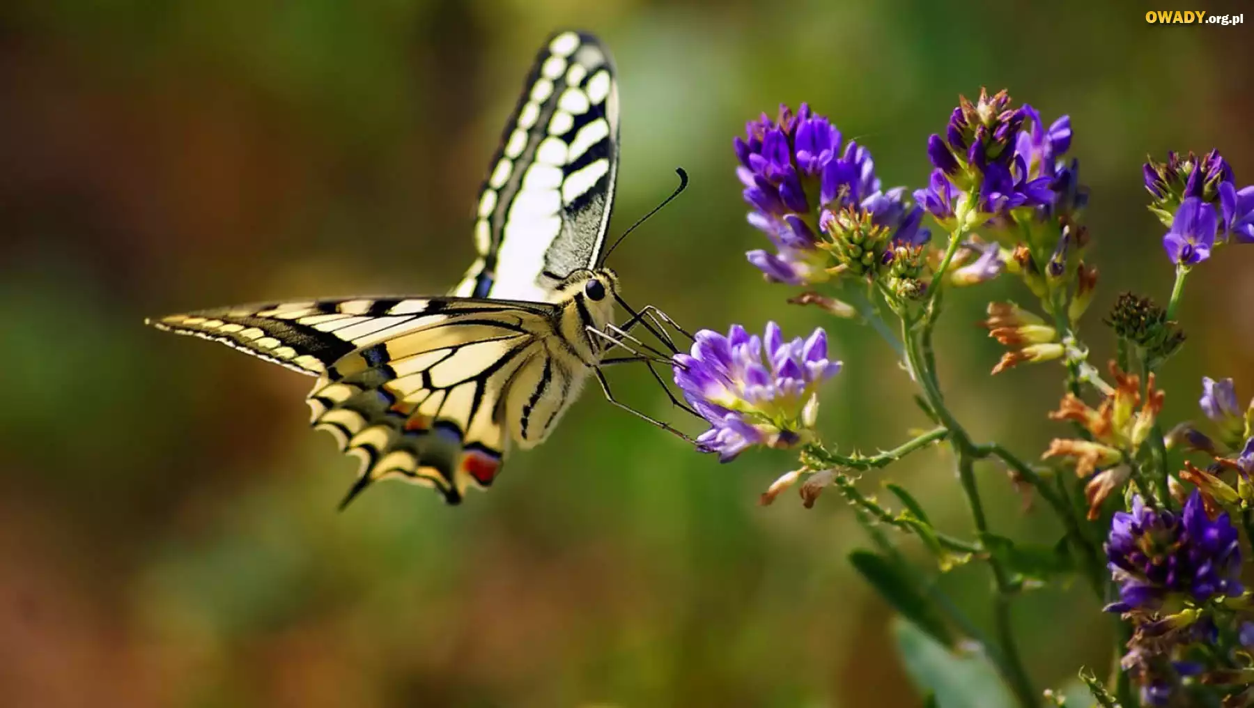 Żółty, Motyl, Fioletowy, Kwiat