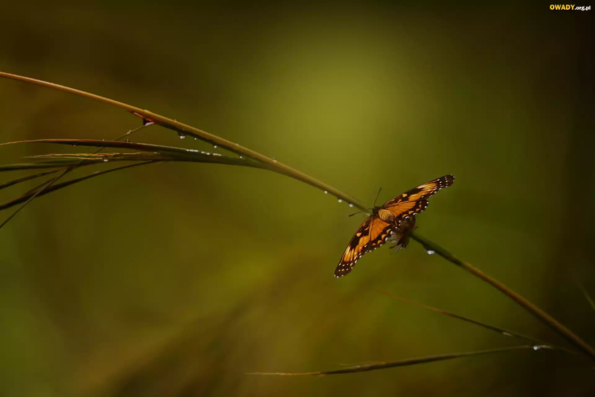 Gałązka, Motyl