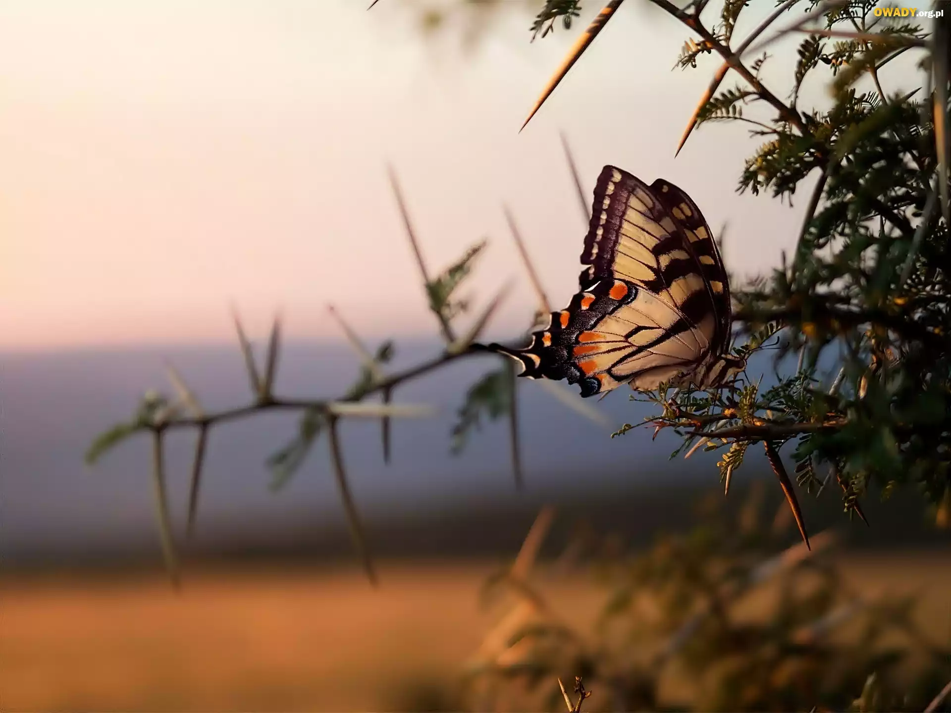Motyl, Gałązka, Makro