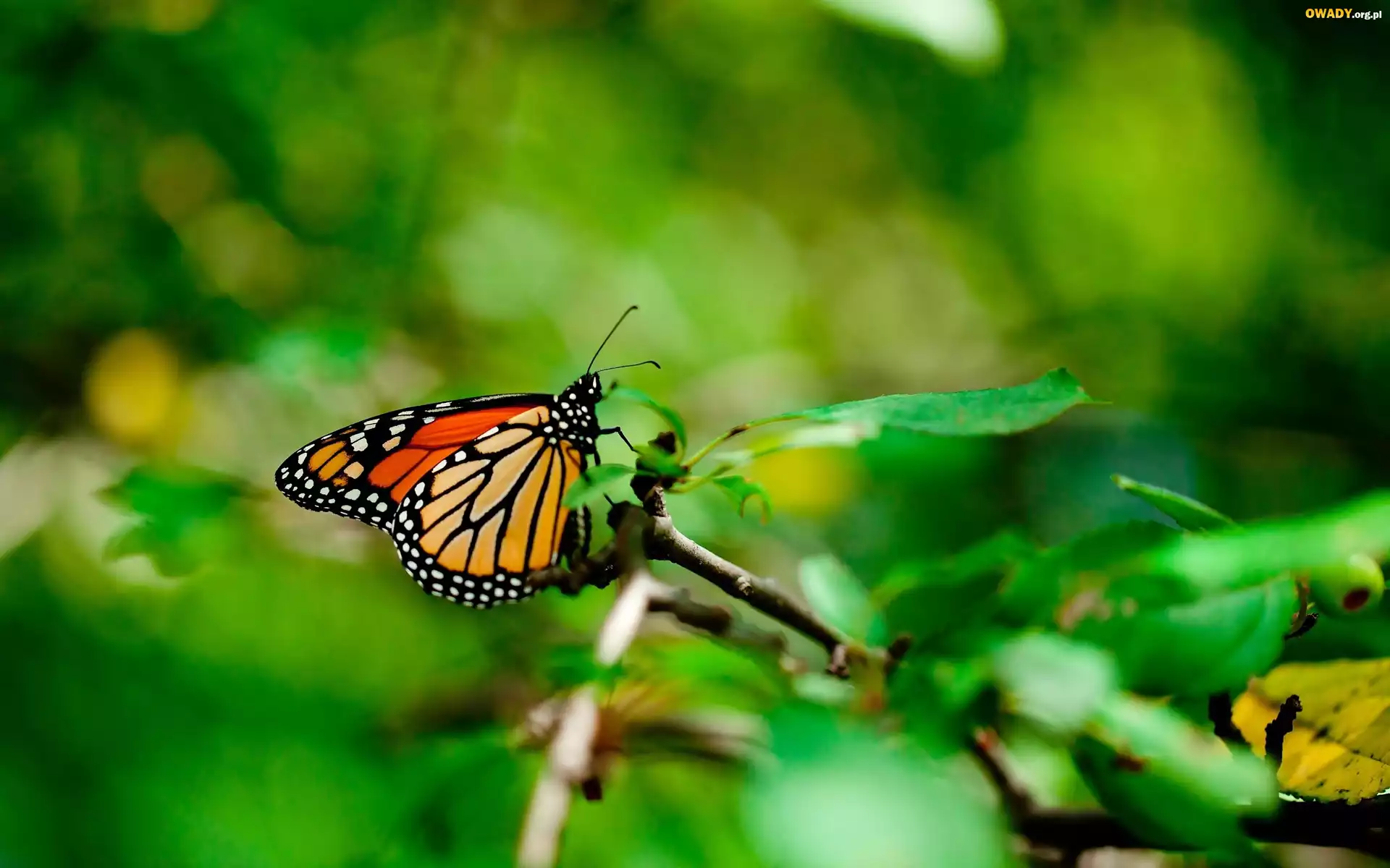 Gałązka, Motyl, Monarch