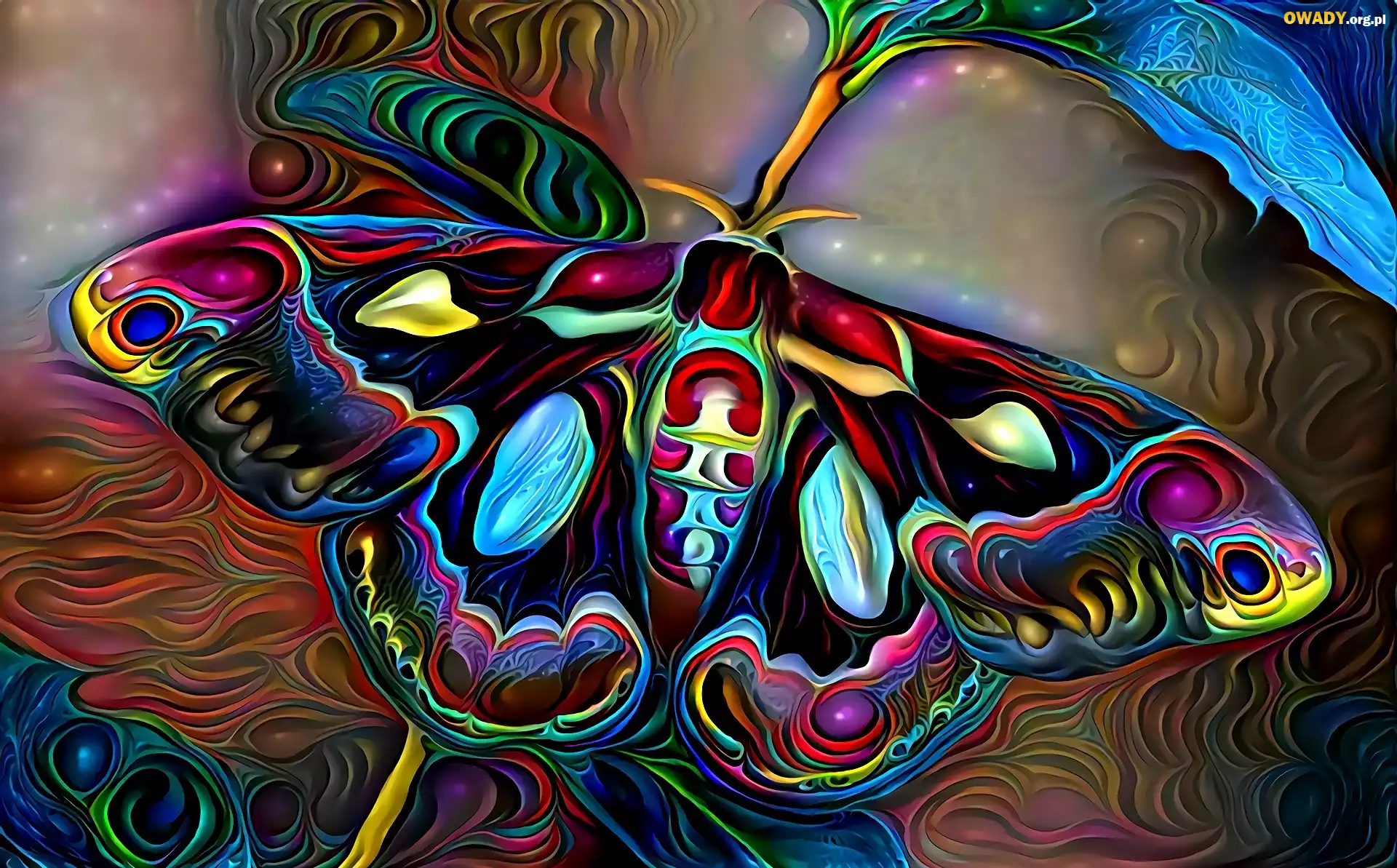 Grafika, Motyl