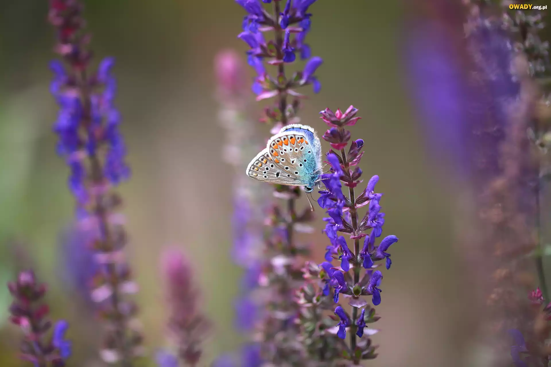 Modraszek ikar, Motyl, Fioletowe, Kwiaty