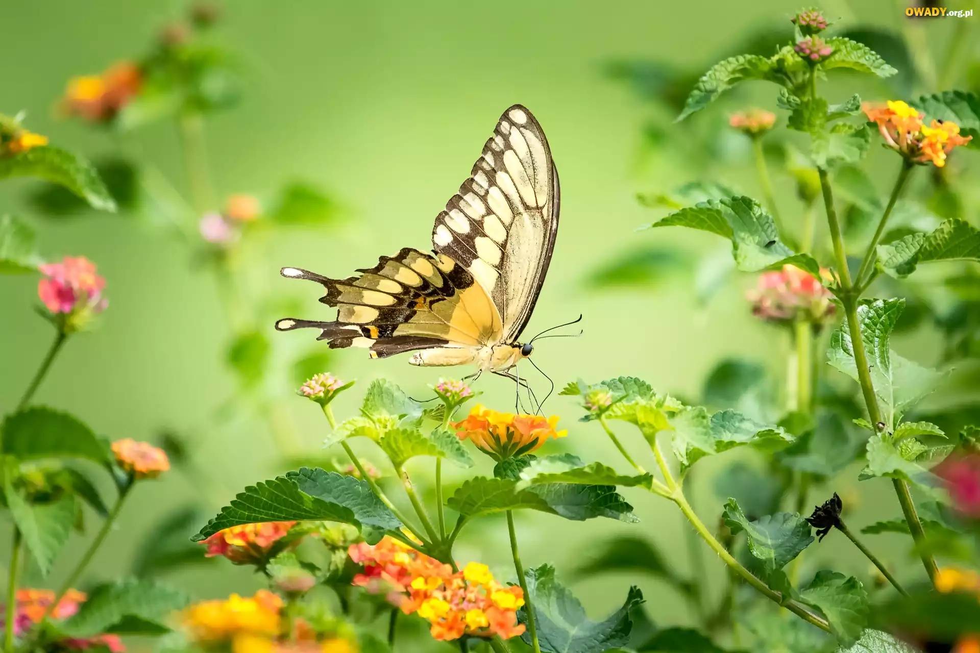 Motyl, Paź królowej, Kolorowe, Kwiaty
