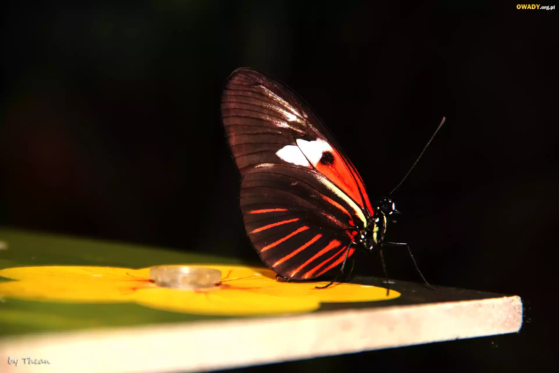 Motyl, Kolorowe, Skrzydła