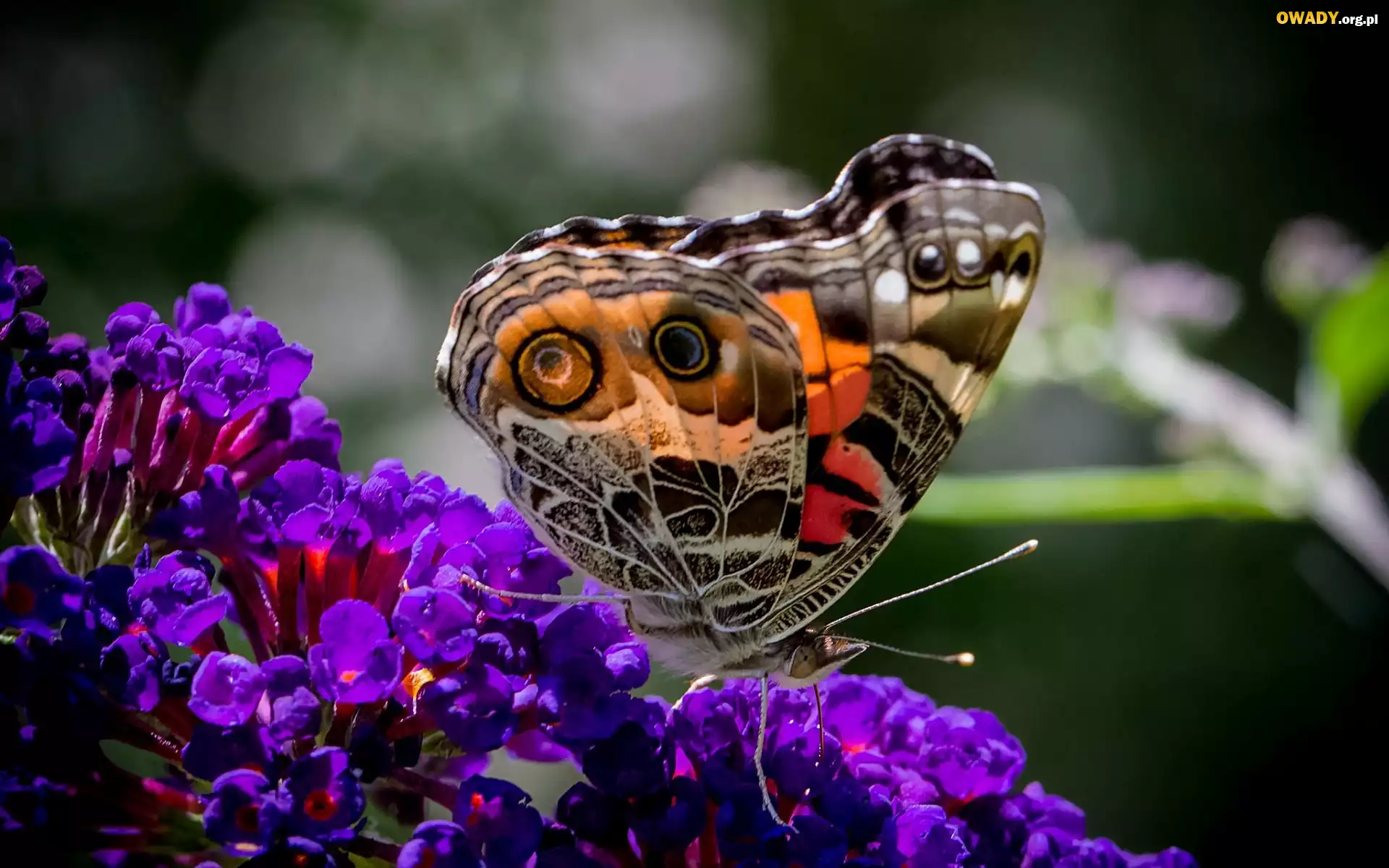 Kolorowy, Motyl, Fioletowe, Kwiaty