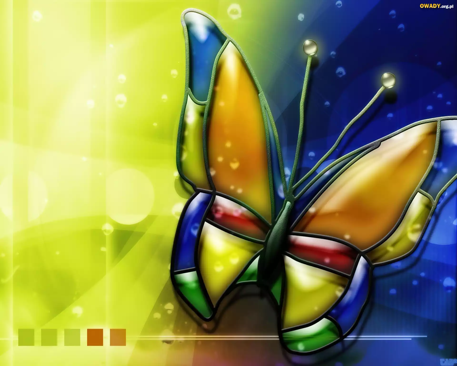 Kolorowy, Motyl