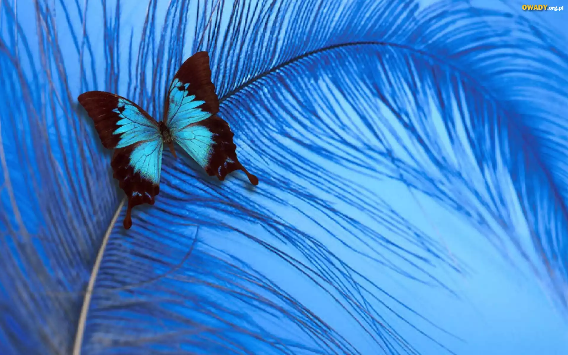 Kolorowy, Motyl, Niebieskie, Pióro