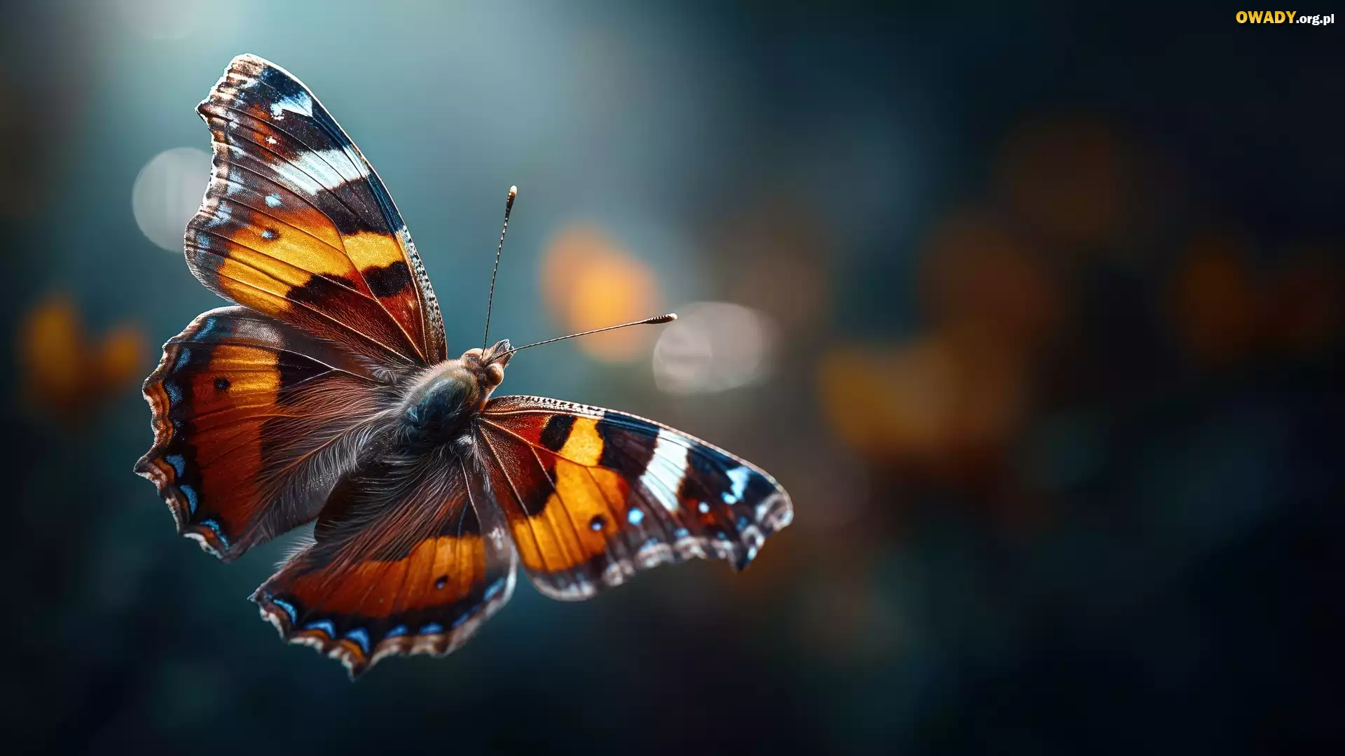 Kolorowy, Motyl, Zbliżenie