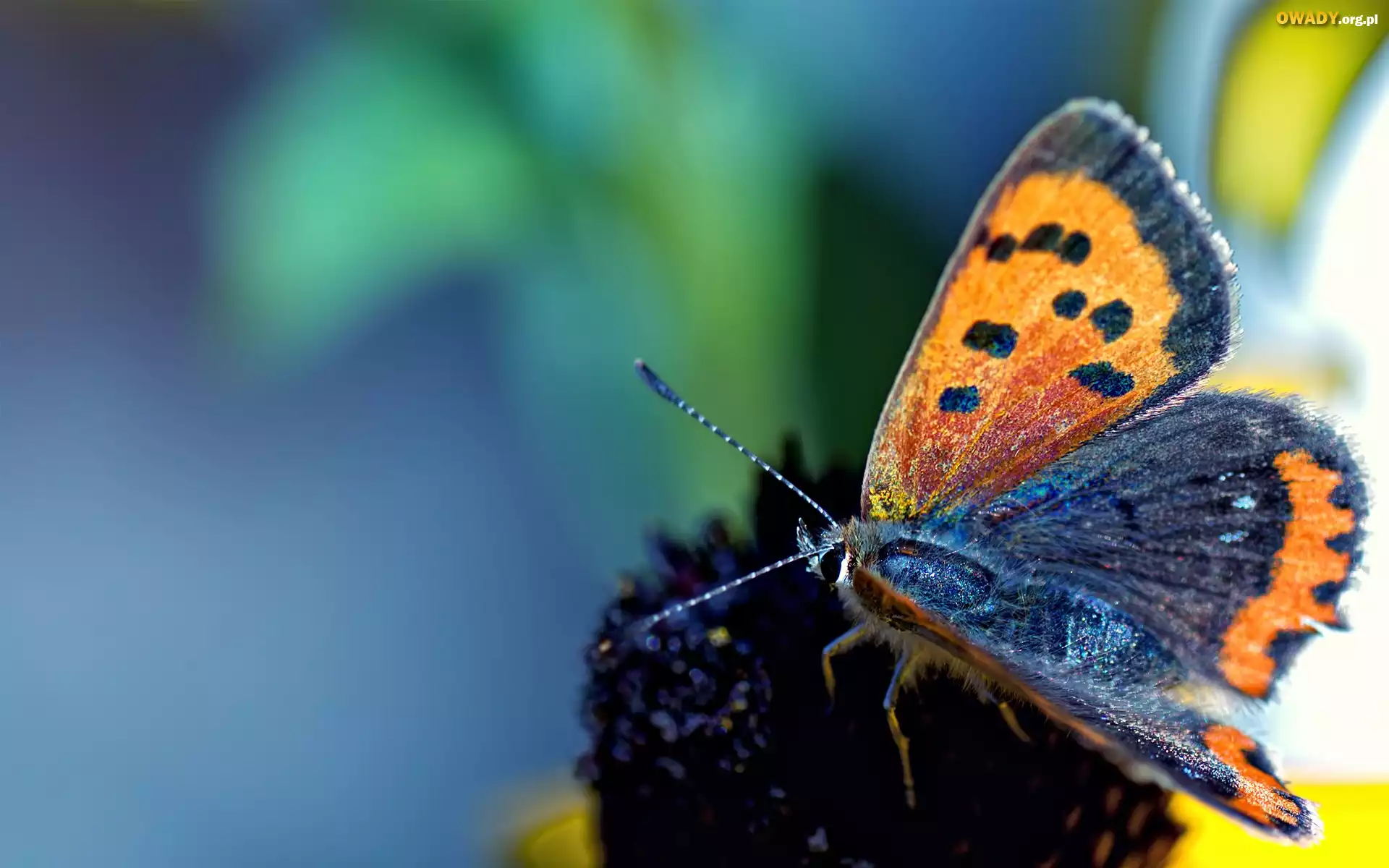 Kwiat, Motyl