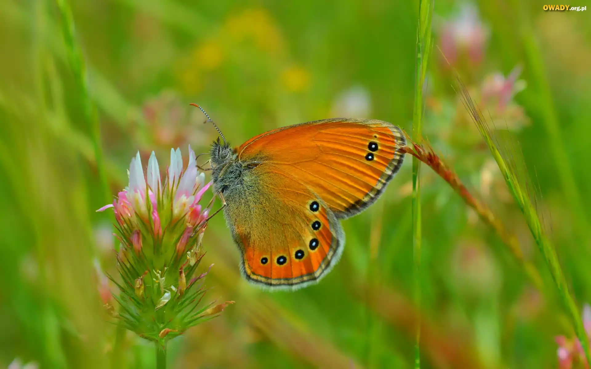 Kwiat, Koniczyna, Brązowy, Motyl, Makro