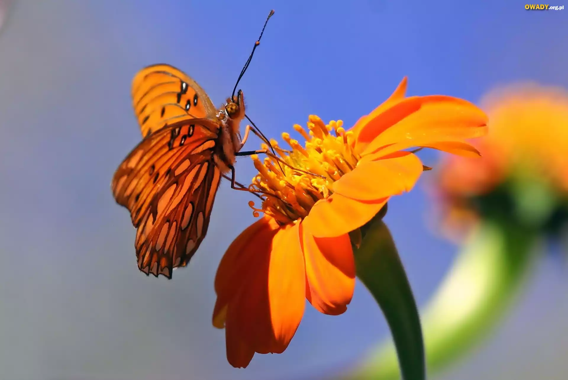 Motyl, Kwiat, Makro