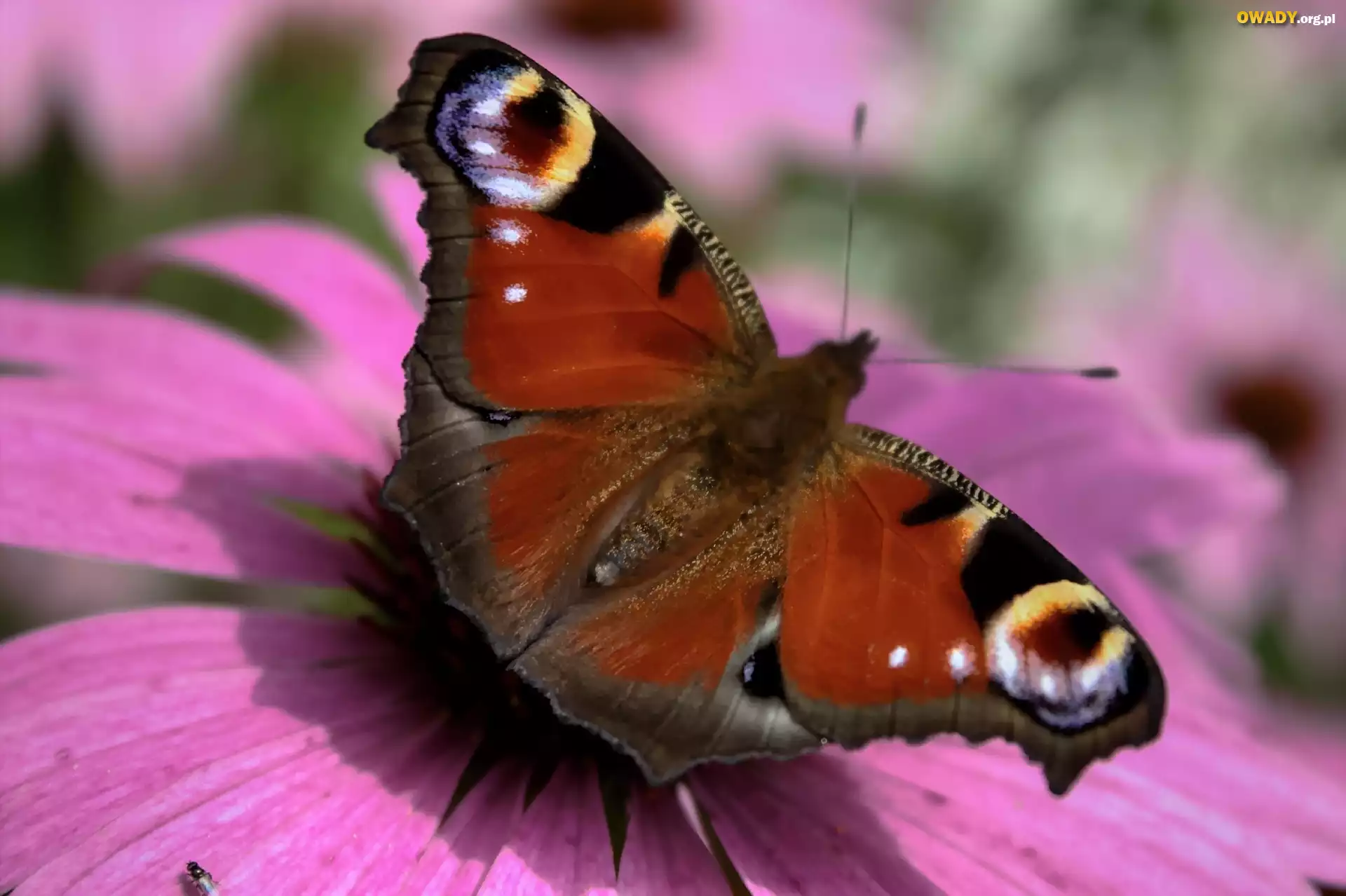 Motyl, Rusałka, Pawik, Kwiat, Różowy