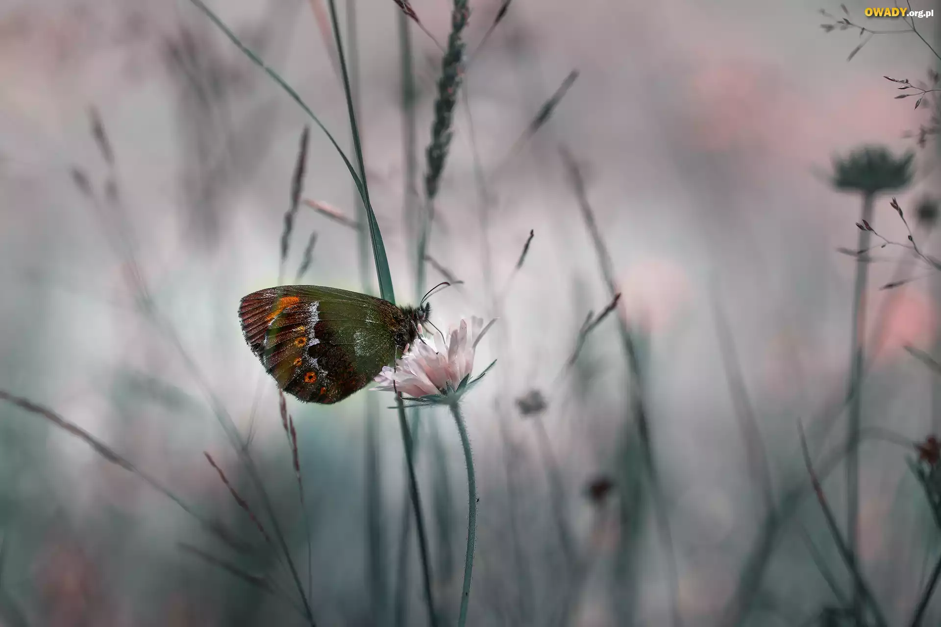 Motyl, Kwiat, Zbliżenie