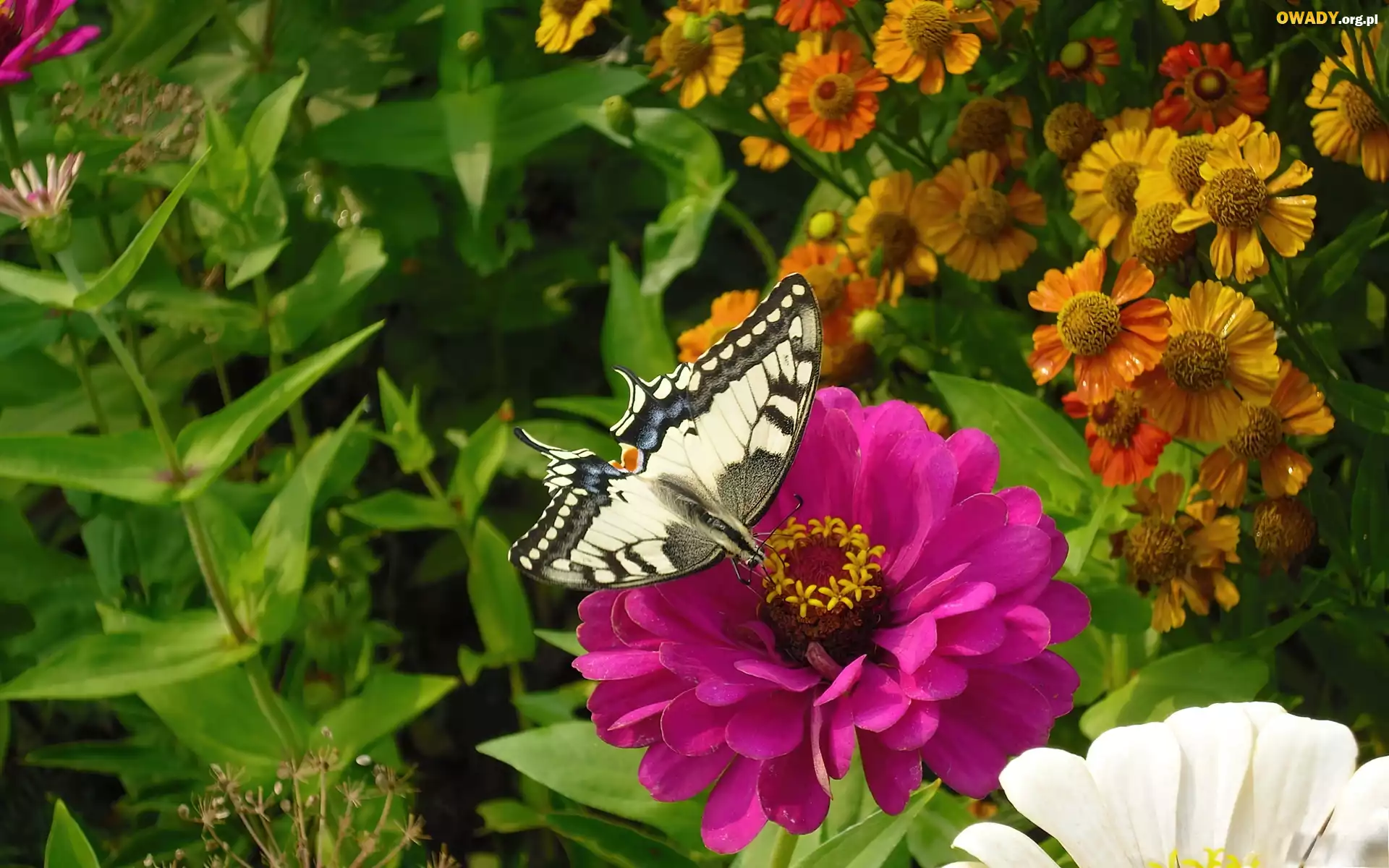 Różowy, Kwiat, Motyl