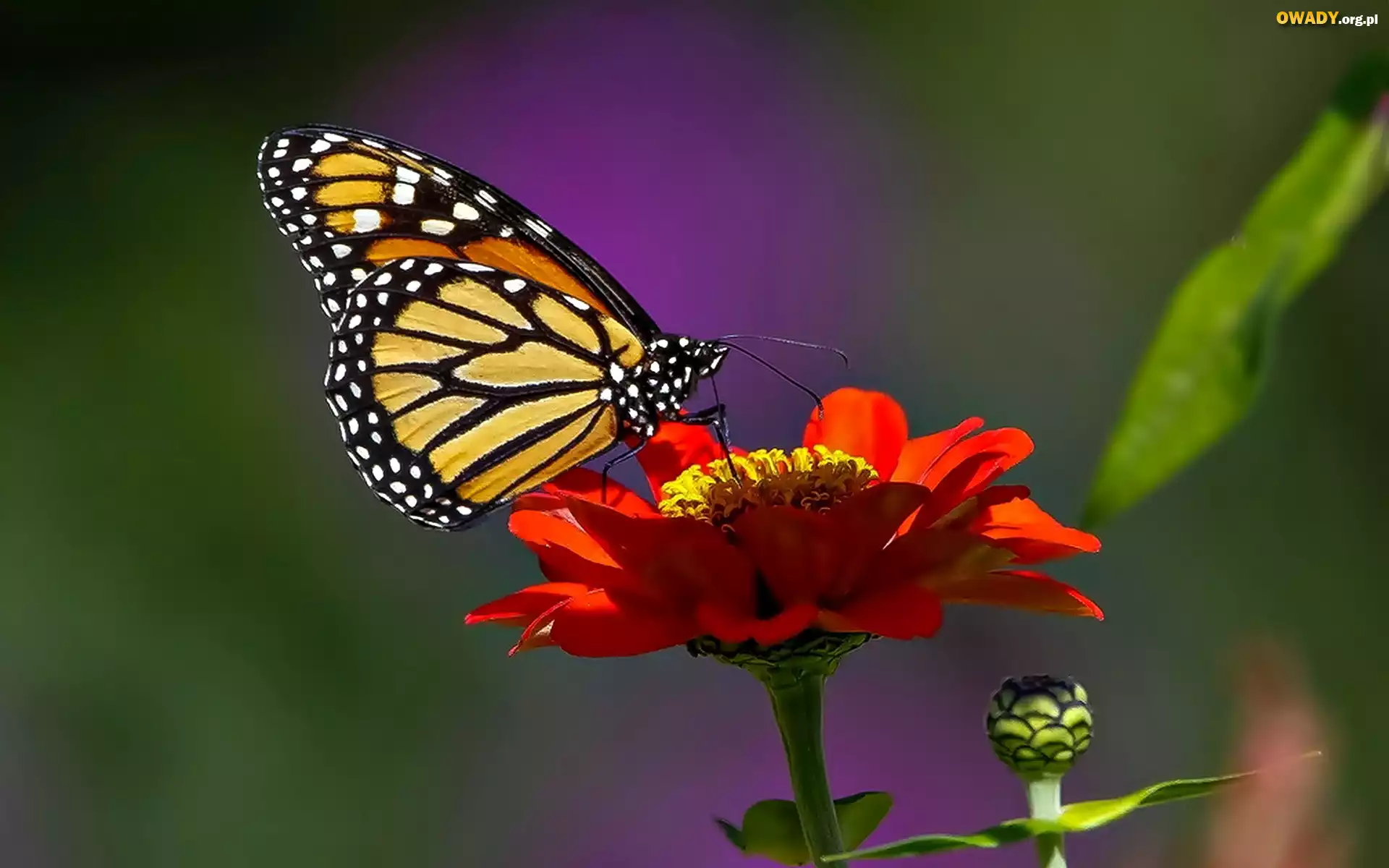 Motyl, Monarcha, Kwiatek, Cynia