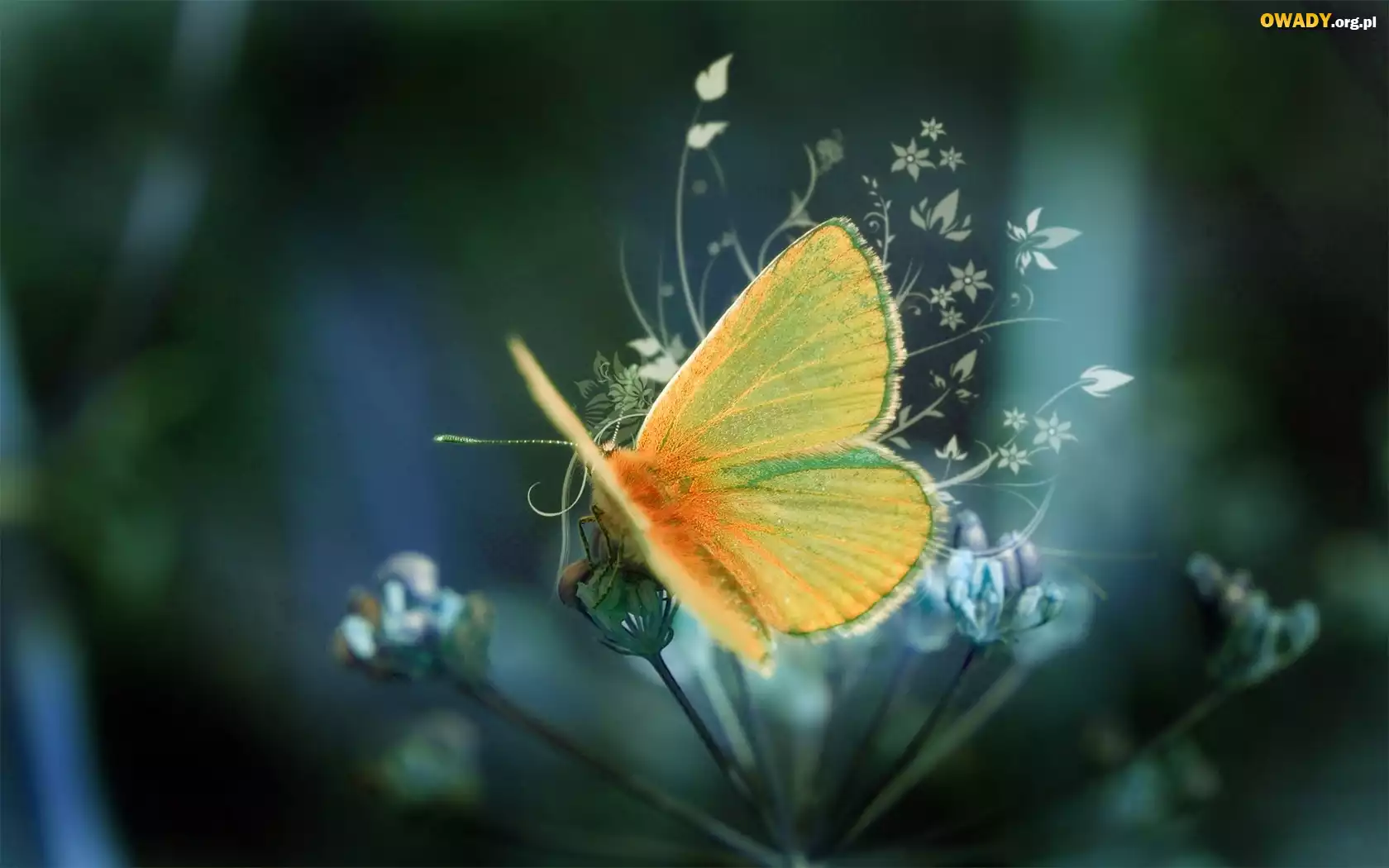 Motyl, Kwiatki, Grafika