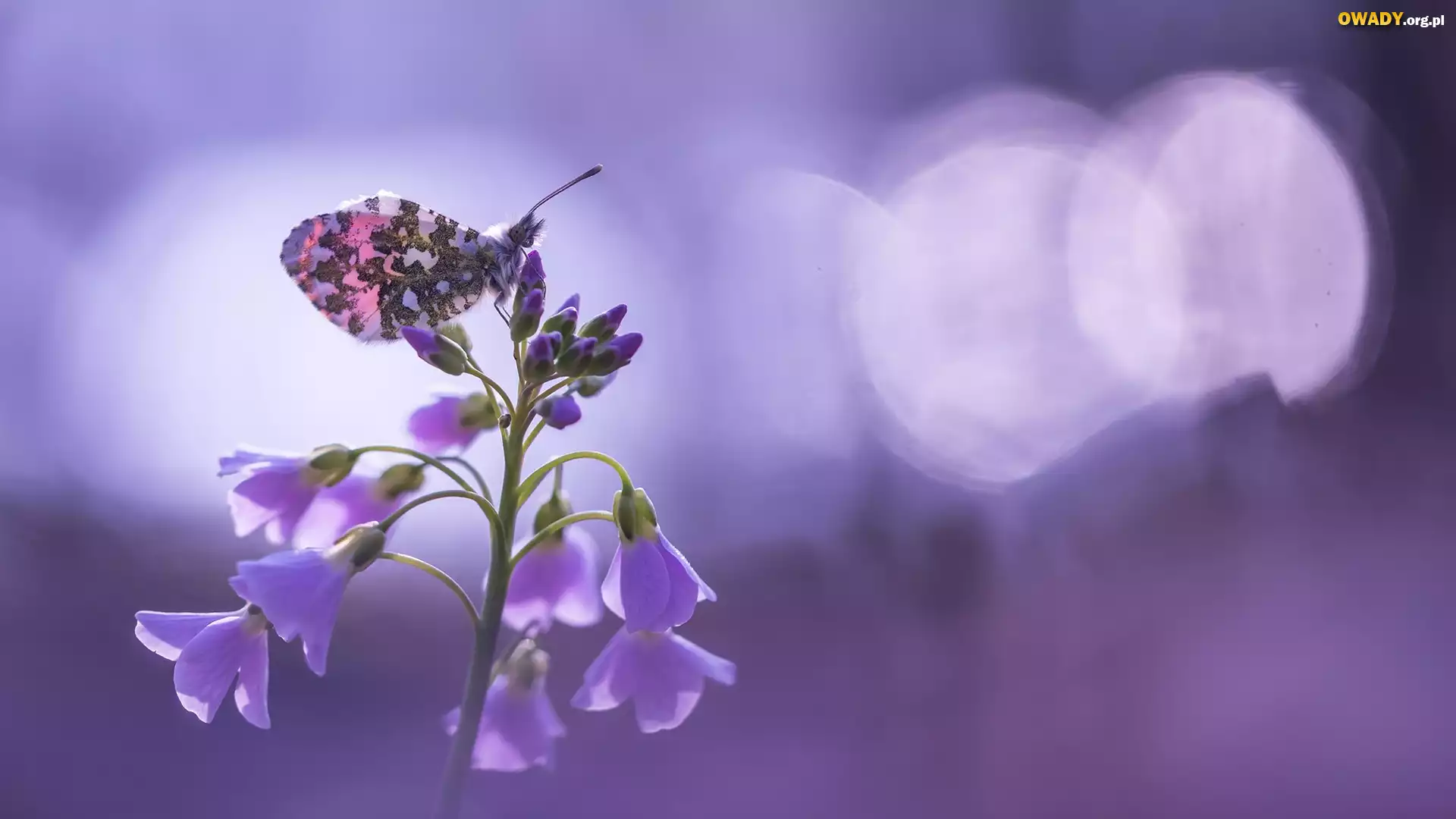Fioletowe, Kwiatki, Rzeżucha łąkowa, Cardamine, Motyl, Zorzynek rzeżuchowiec