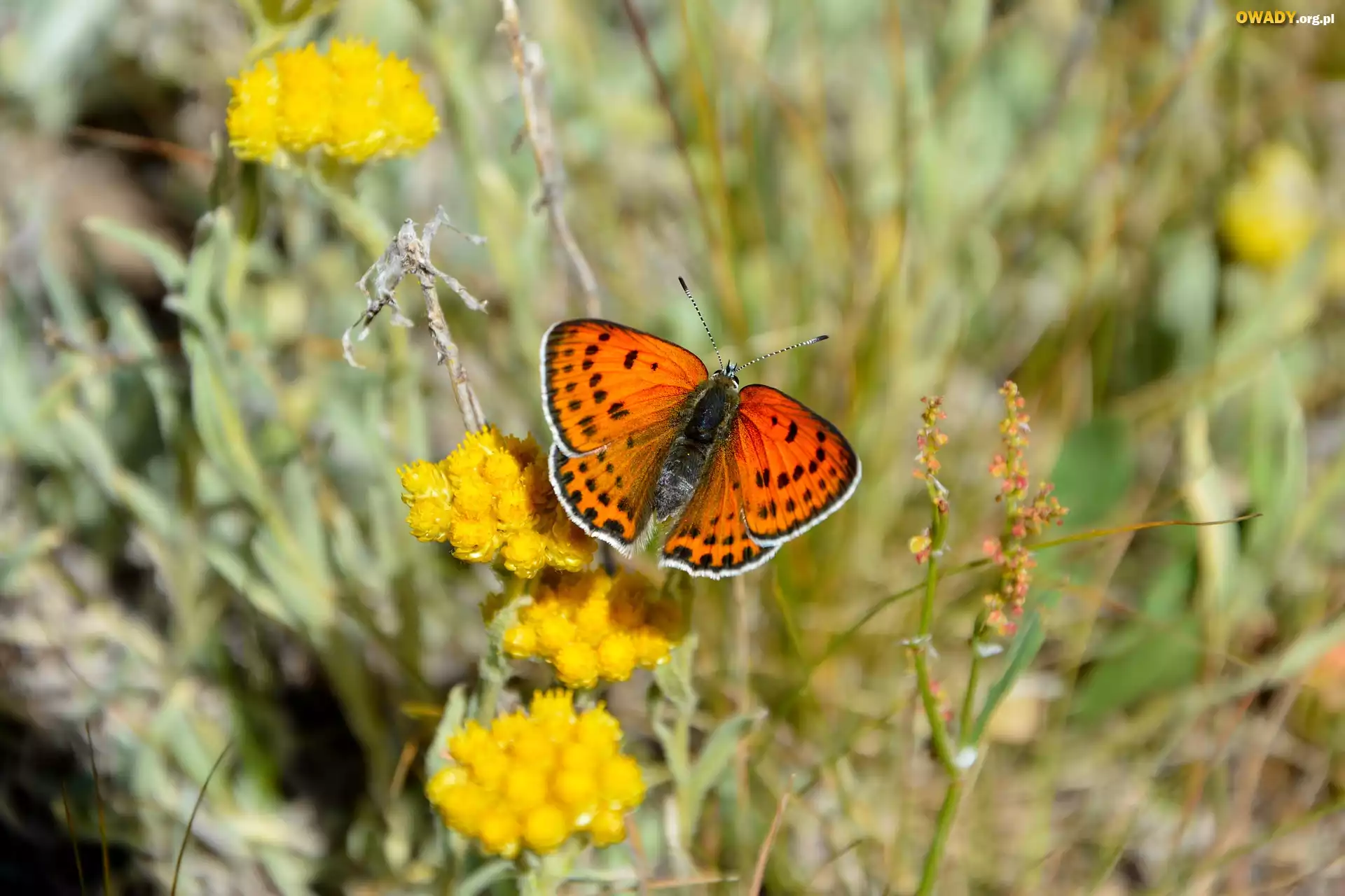 Kwiaty, Motyl, Czerwończyk nieparek