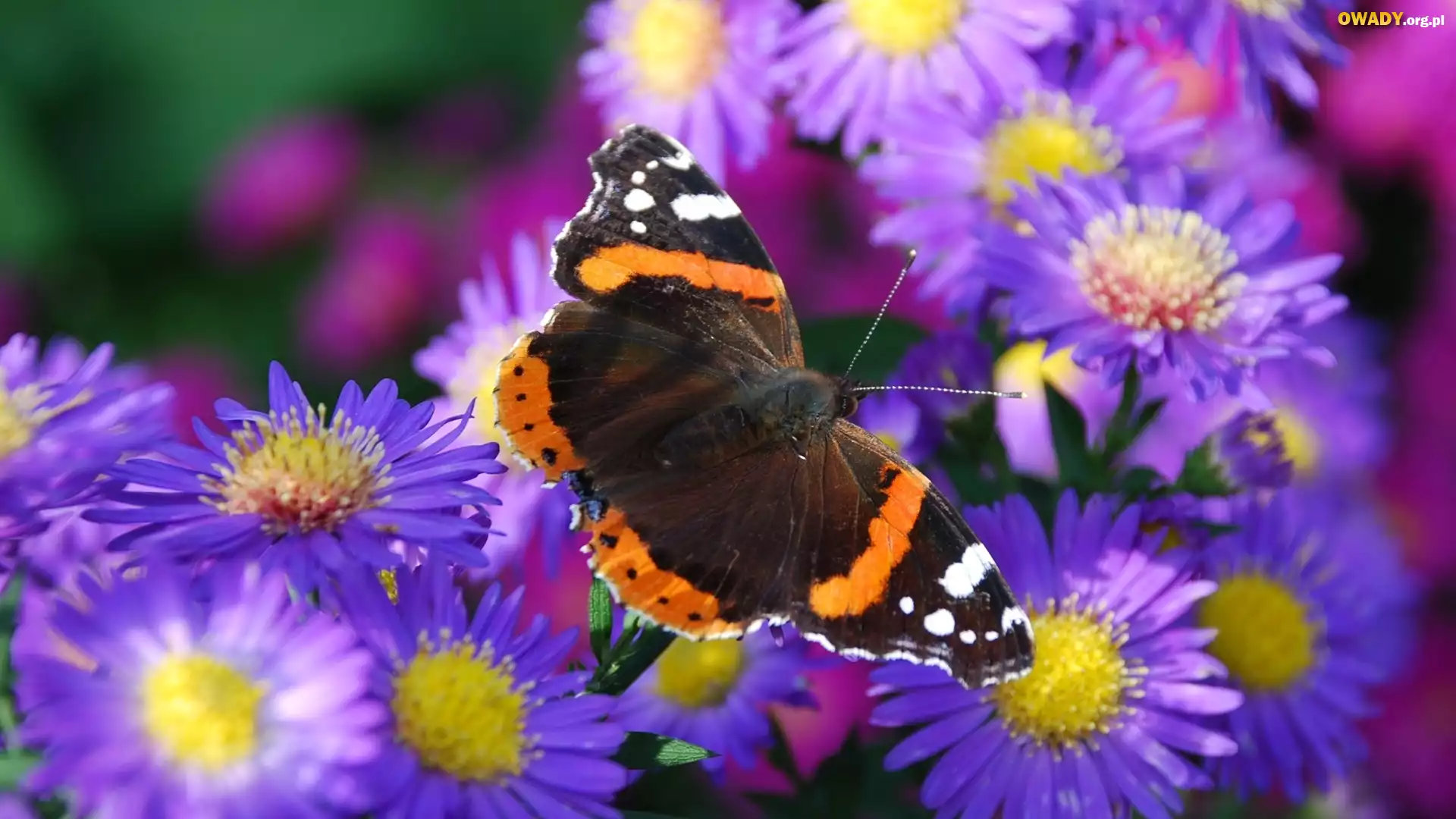Fioletowe ,Kwiaty, Motyl
