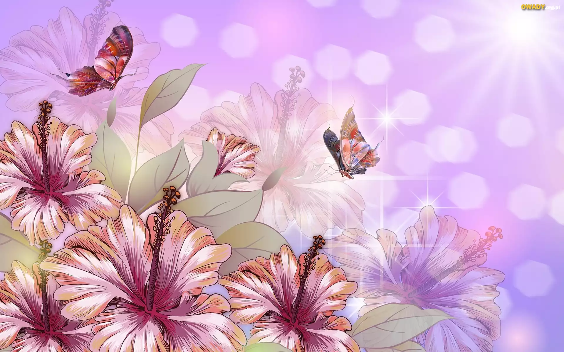 Kwiaty, Hibiskus, Motyle, Grafika 2D