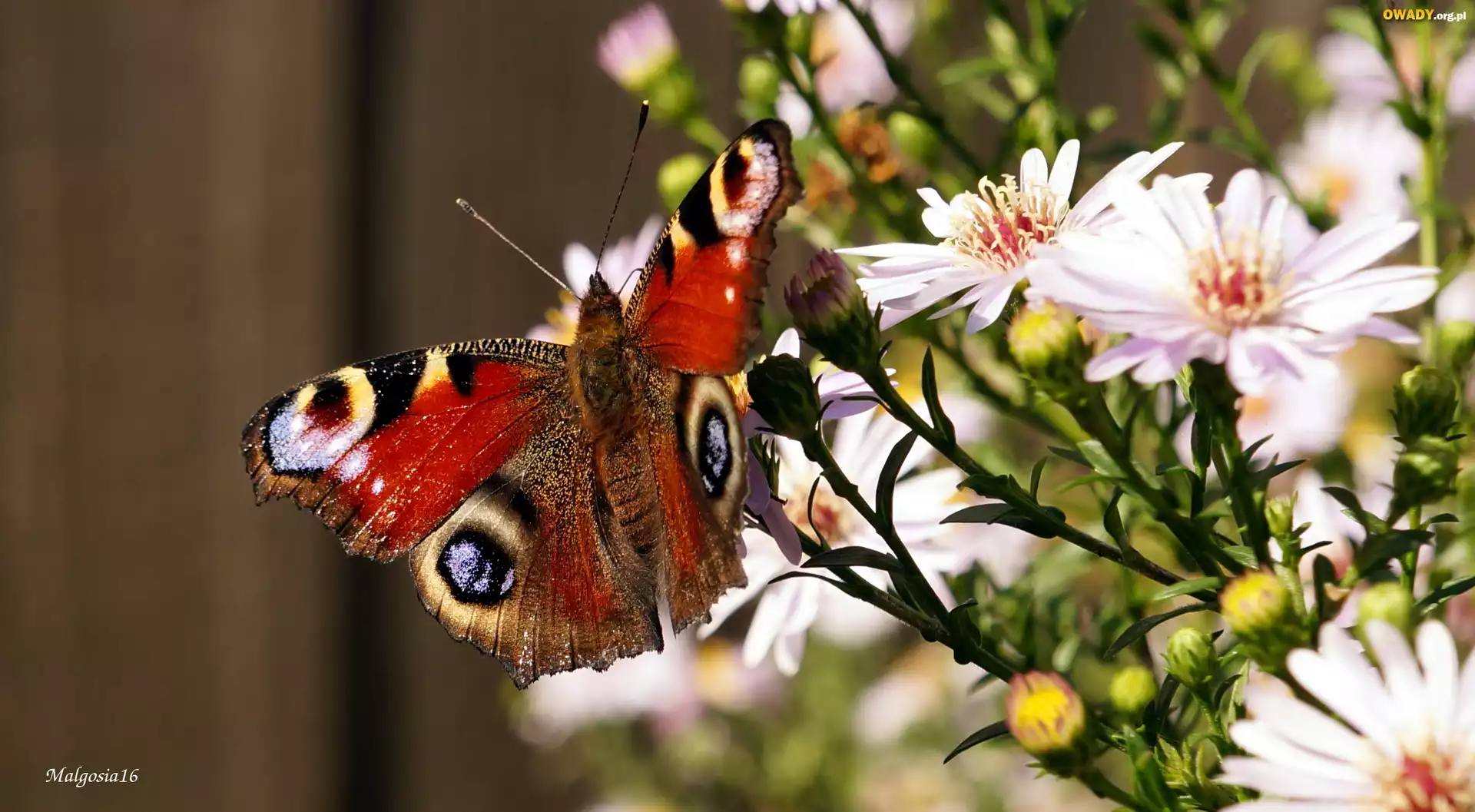 Kwiaty, Astry, Kolorowy, Motyl, Rusałka pawik