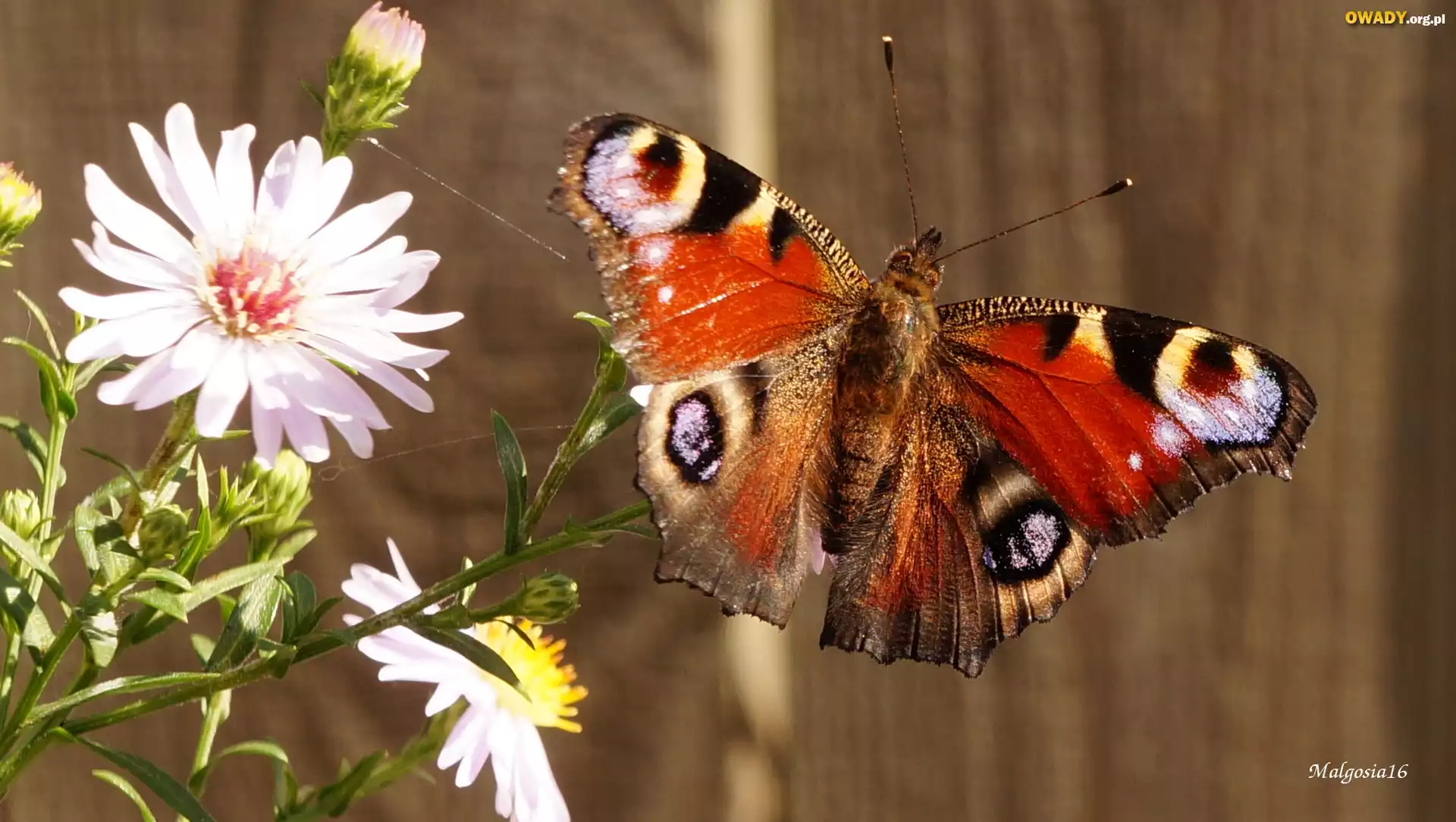 Kwiaty, Astry, Kolorowy, Motyl, Rusałka pawik