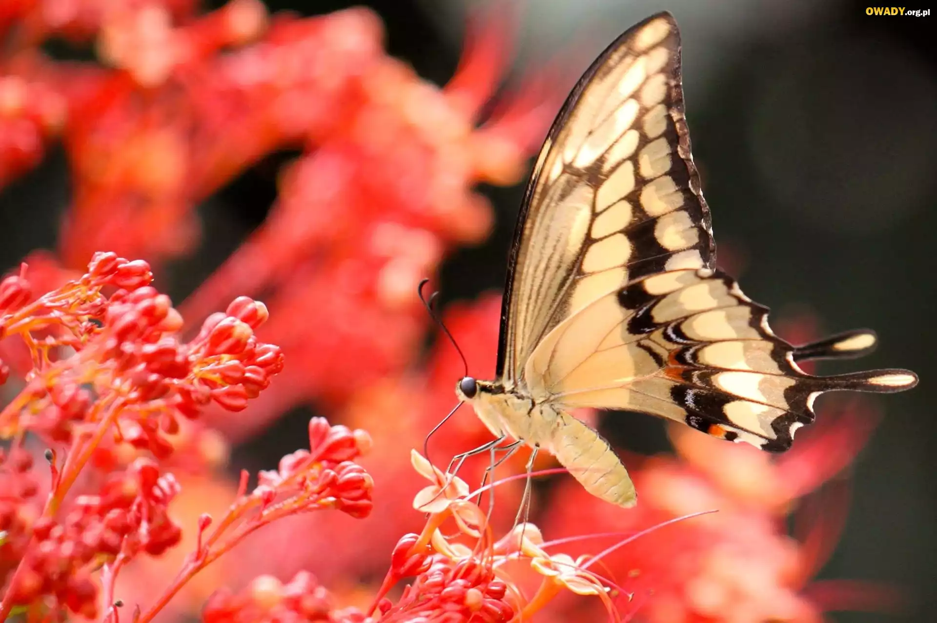 Koralowe, Kwiaty, Motyl