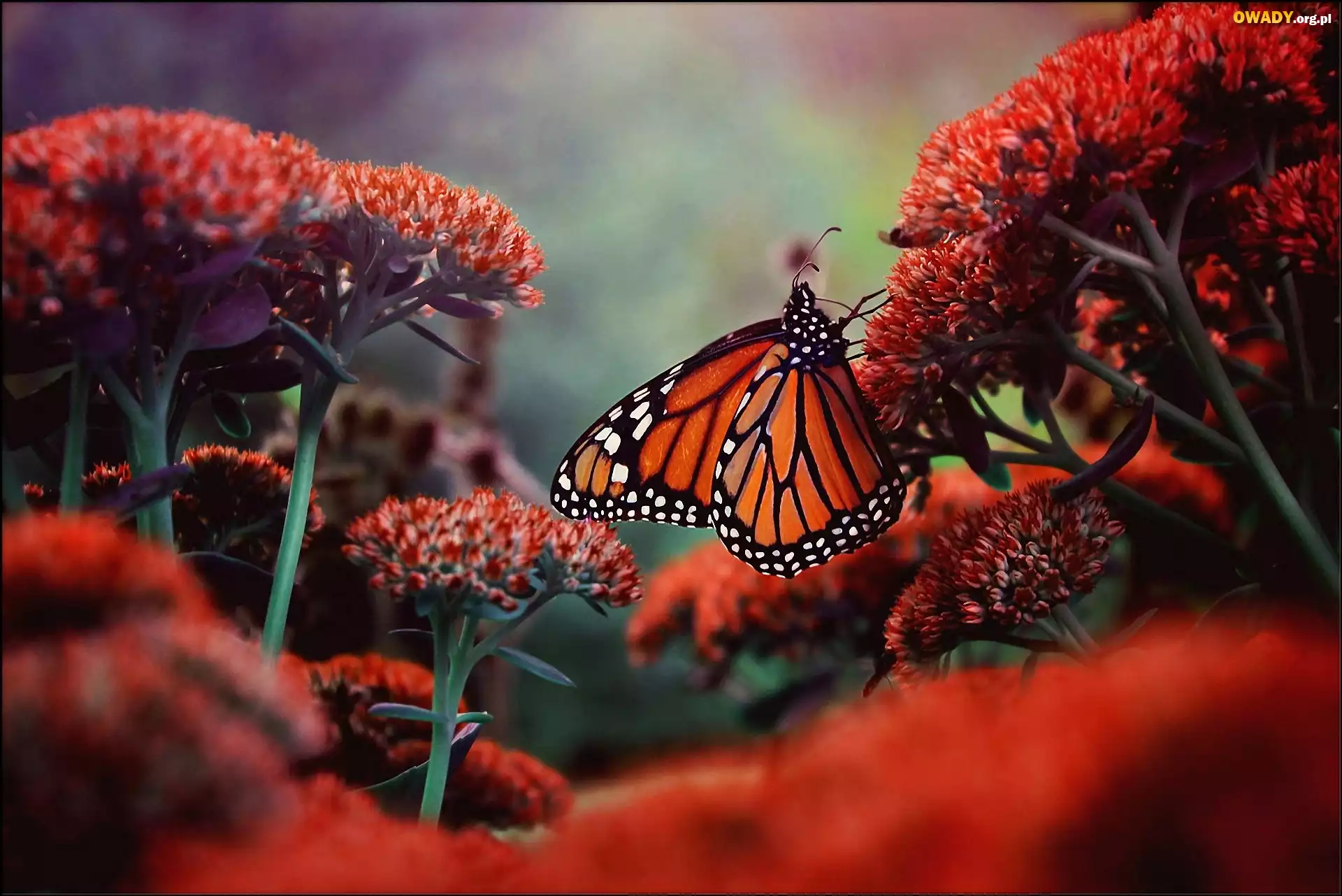 KwitnÄ…ce, Kwiaty, Motyl, Monarch