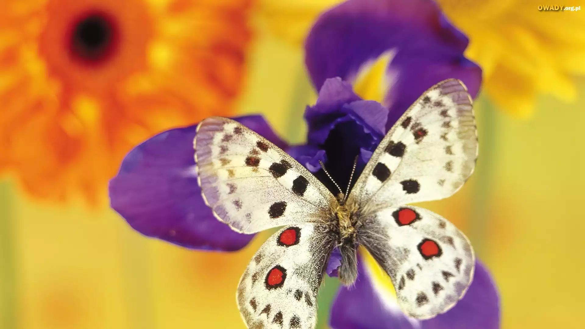 Kwiaty, Motyl