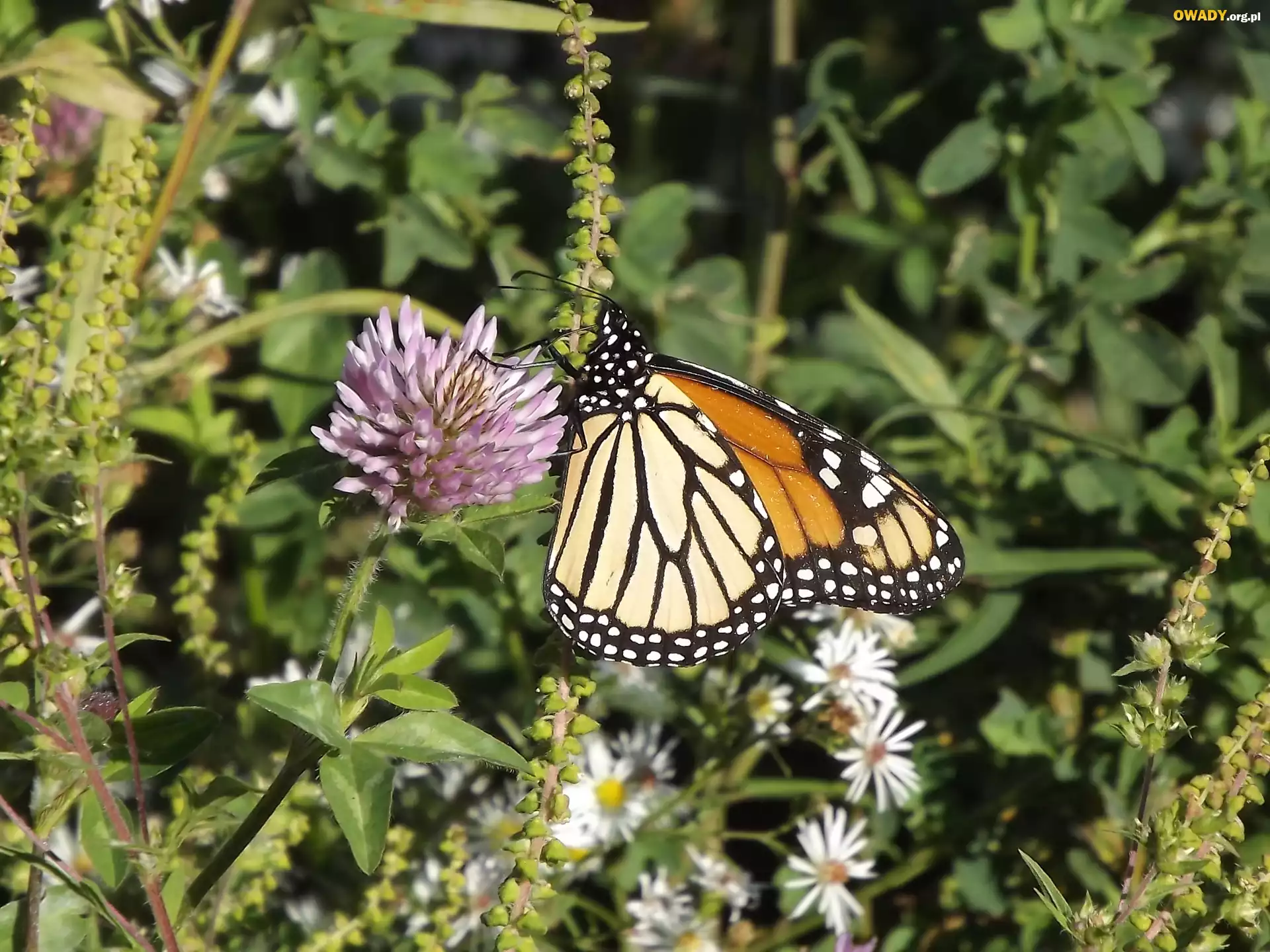 Kwiat, Motyl, Monarch