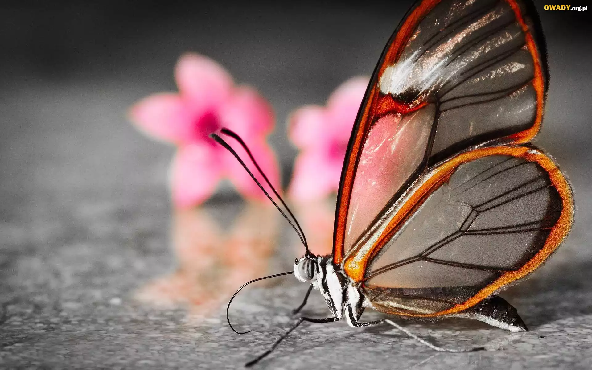 Motyl, Greta Oto, Kwiaty, Podłoga