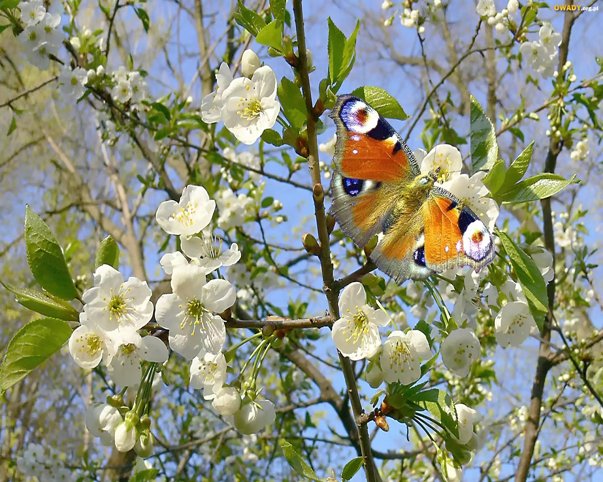 Motyl, KwitnÄ…ce, Drzewo