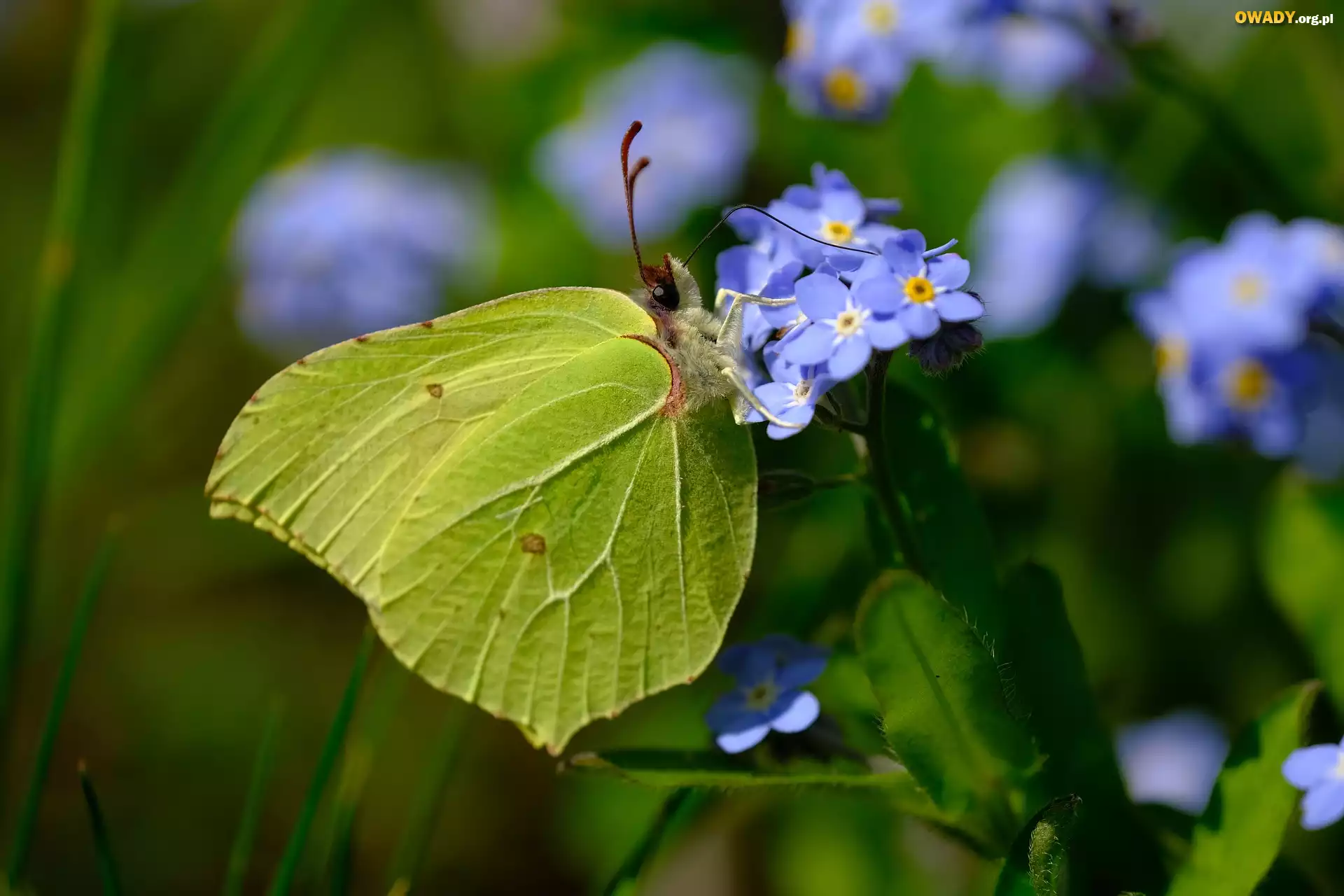 Motyl, Latolistek cytrynek, Niebieskie, Niezapominajki