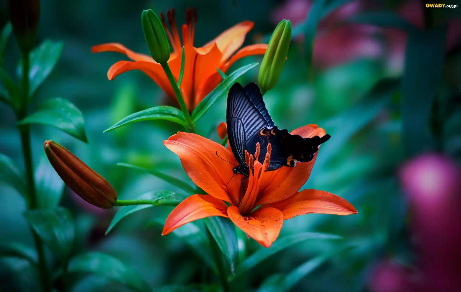 Lilie, Kwiaty, Czarny, Motyl, Papilio okinawensis