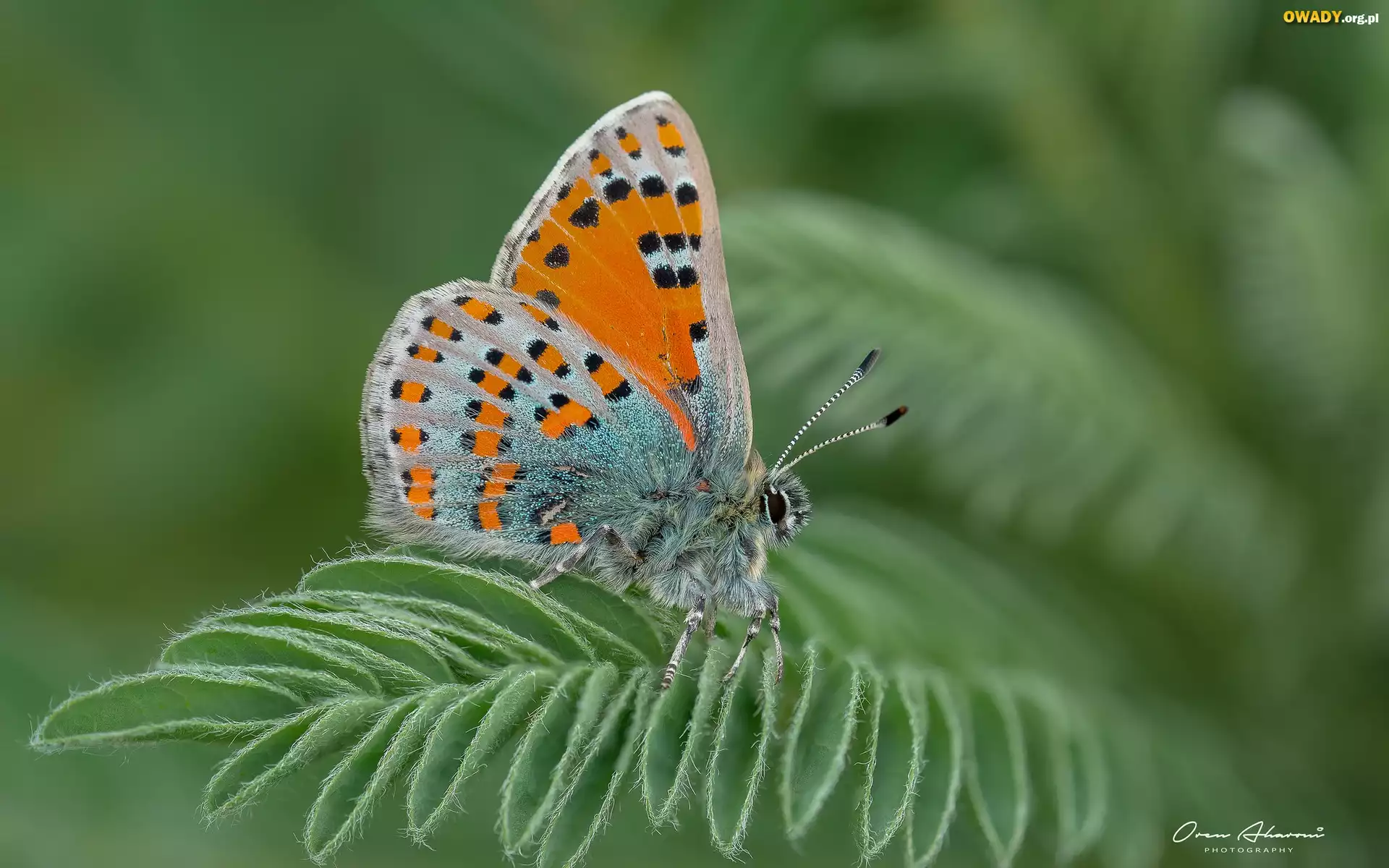 Motyl, Liść, Makro