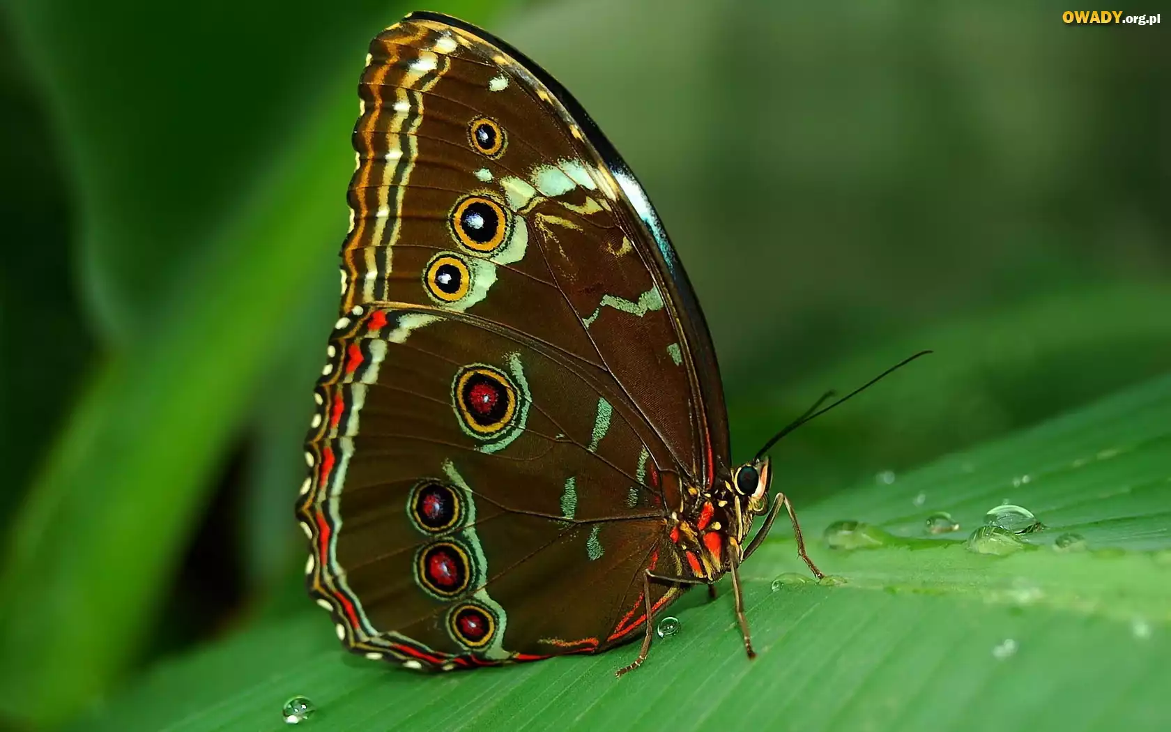 Motyl, Liść, Rosa