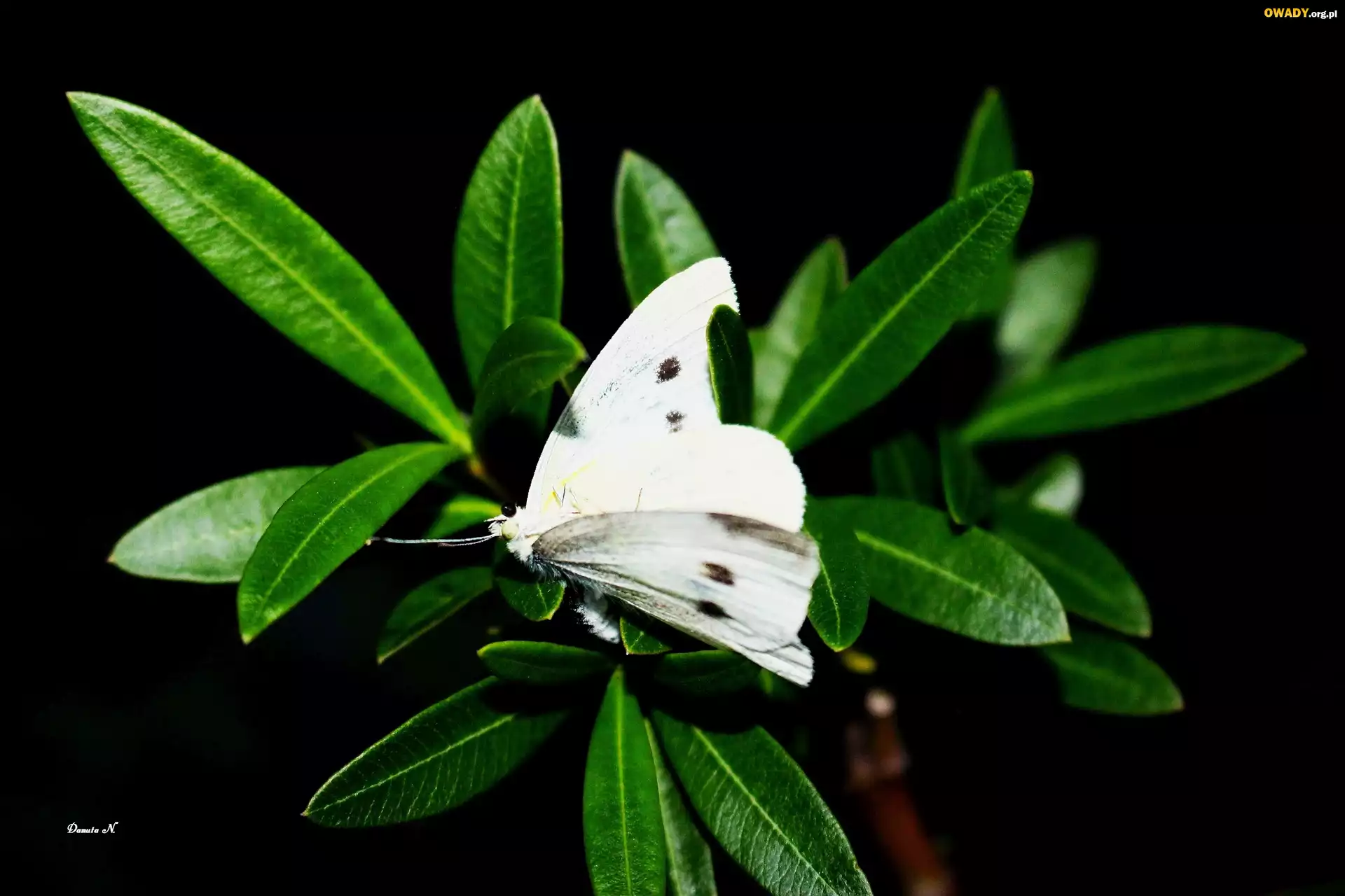 Liście, Motyl, Bielinek