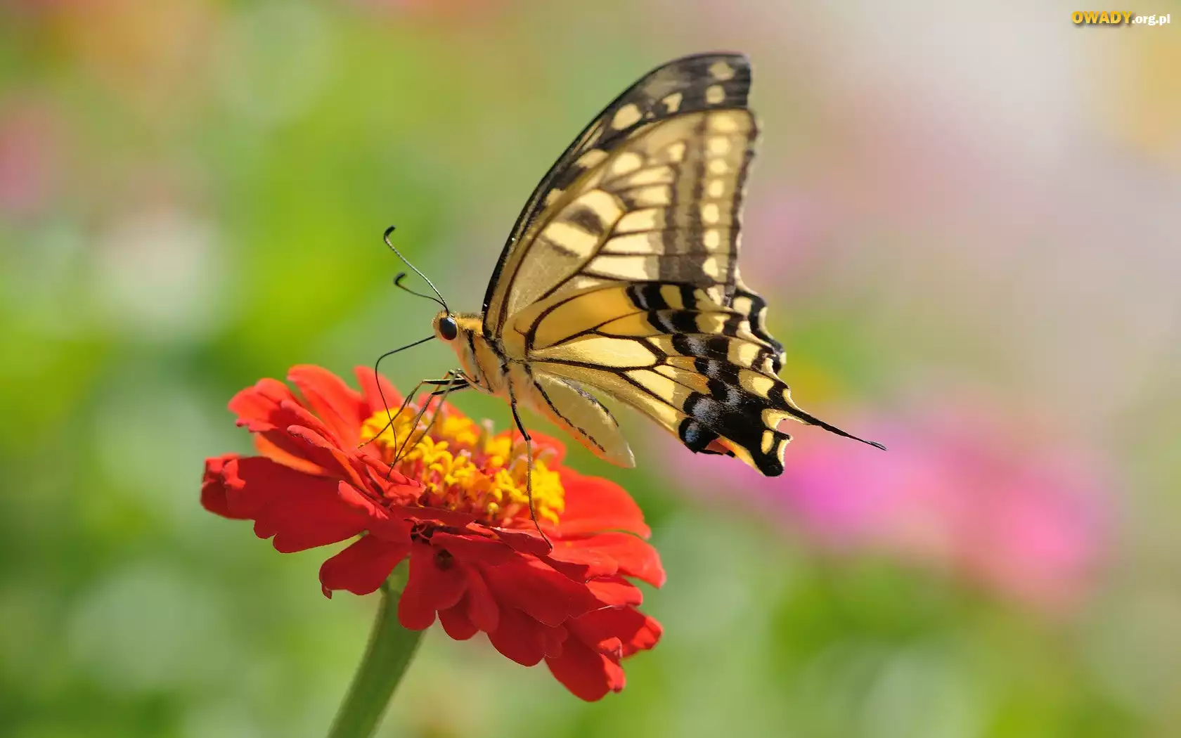 Pomarańczowa, Cynia, Motyl