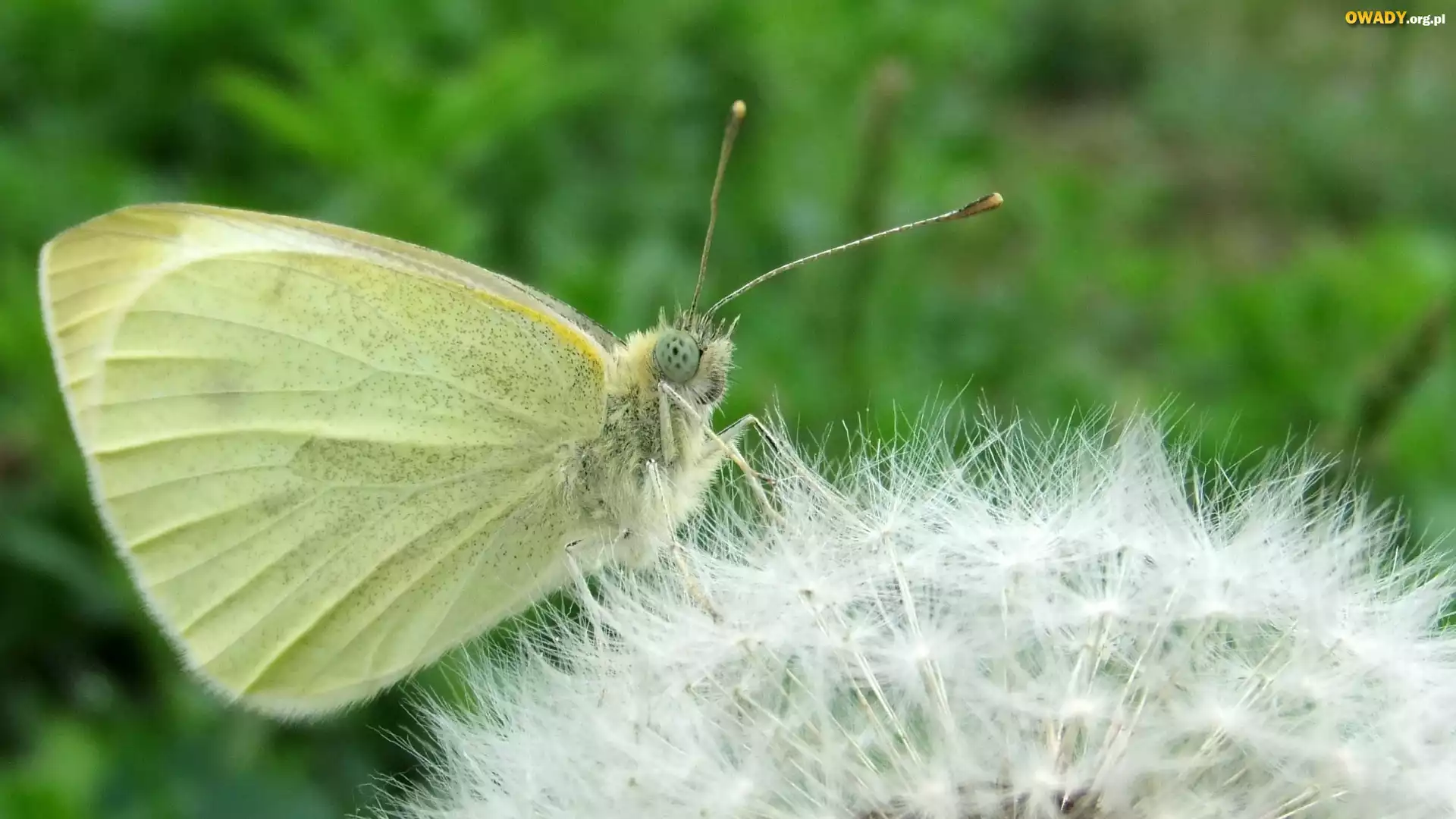 Motyl, Mniszek, Mlecz
