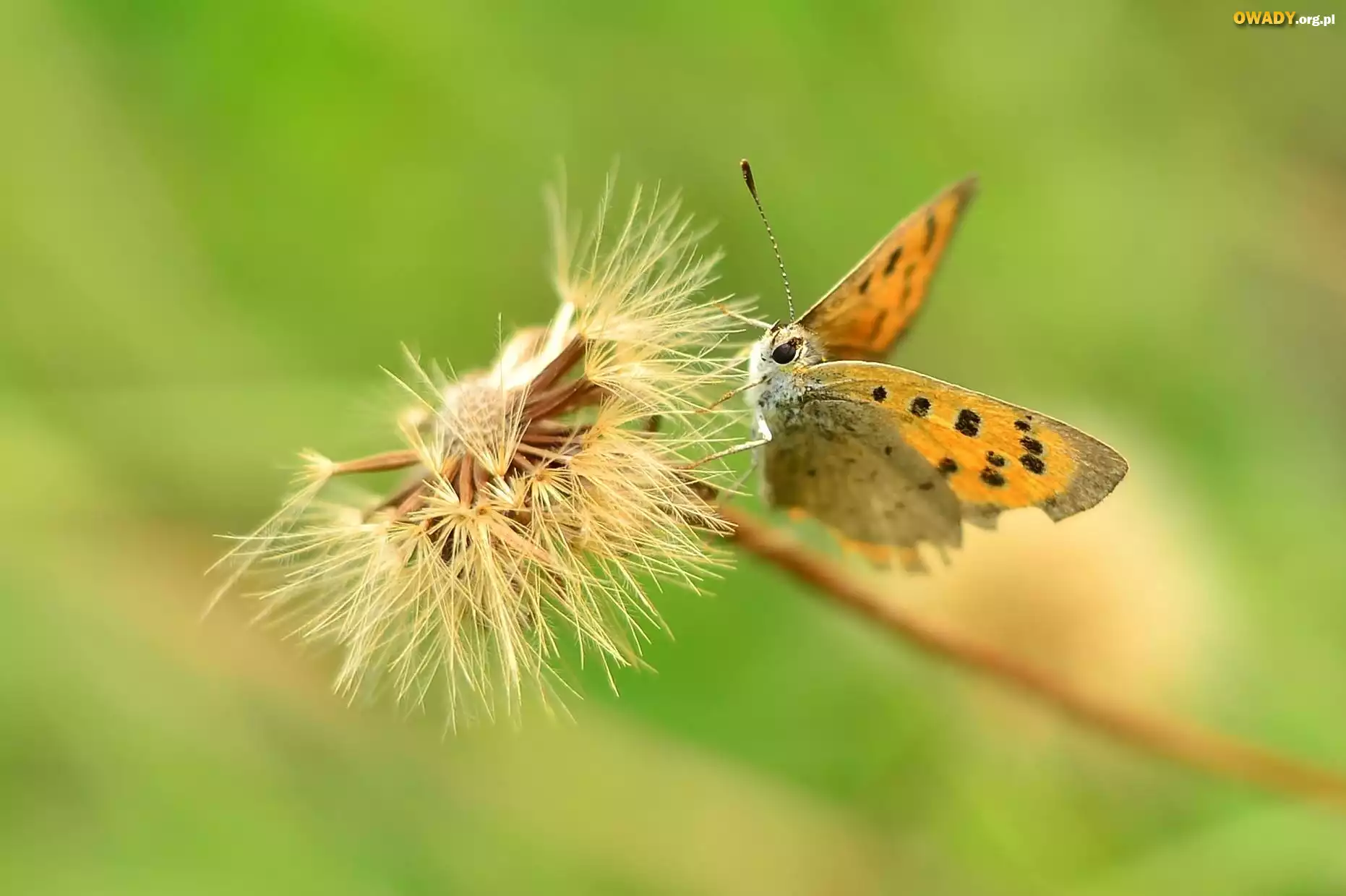 Motyl, Mniszek Pospolity