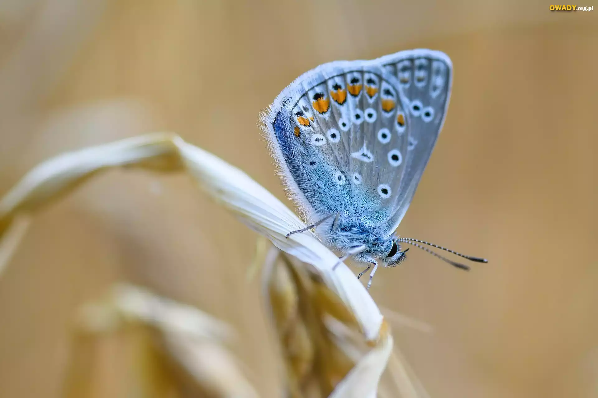 Motyl, Modraszek ikar, Owad, Niebieski
