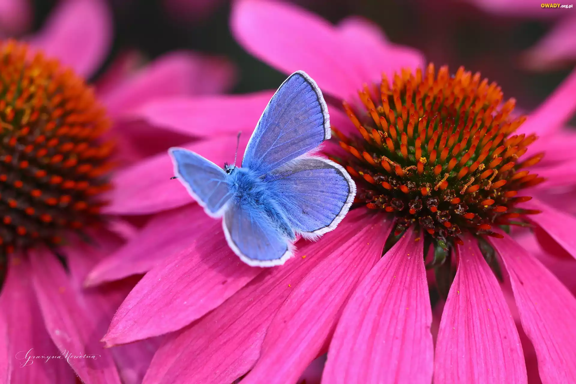 Modraszek, Motyl, Jeżówka, Kwiat